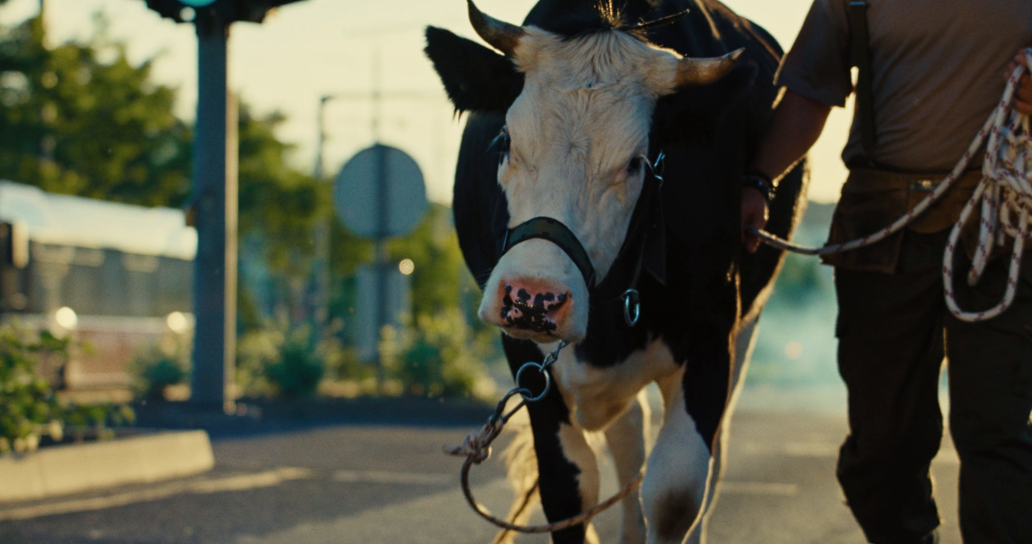 Board of Agriculture TVC (2024) —  shot,  lighting