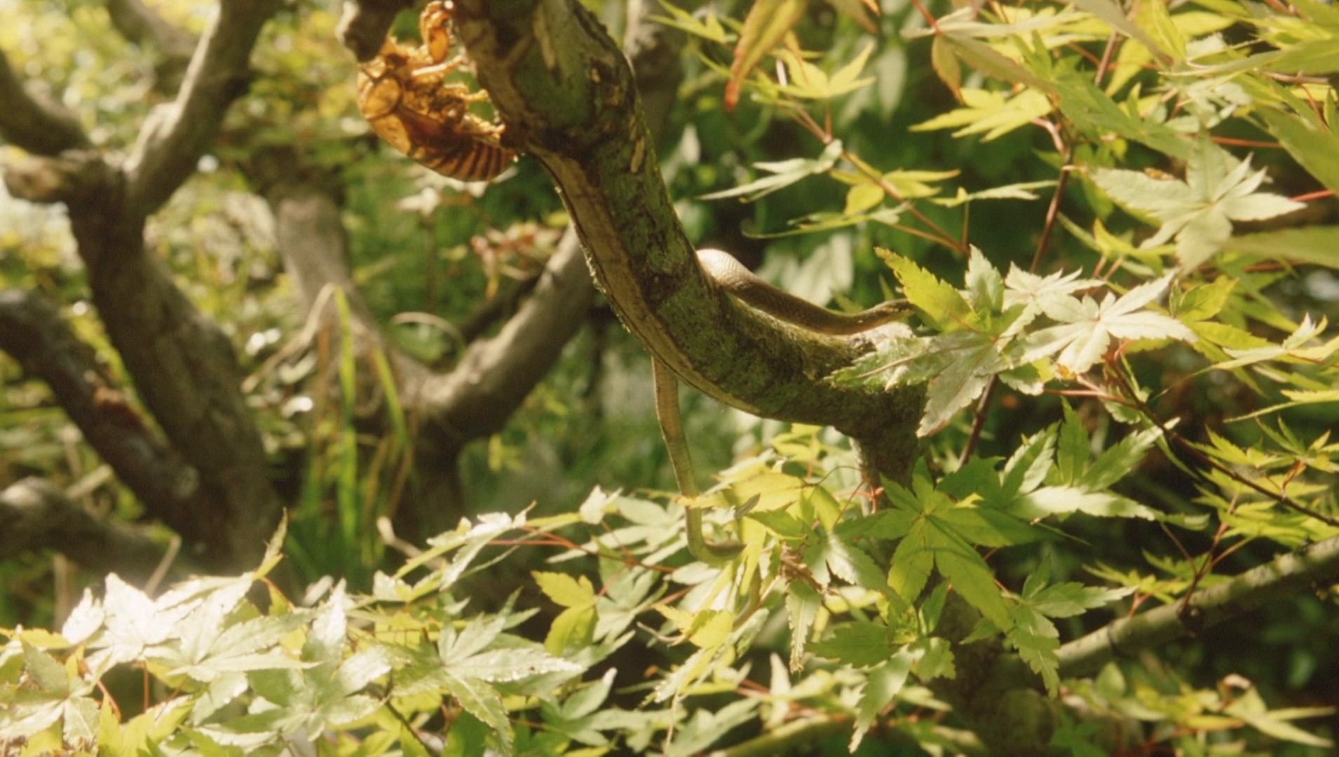 Natsu no niwa: The Friends (1994) —  shot,  lighting