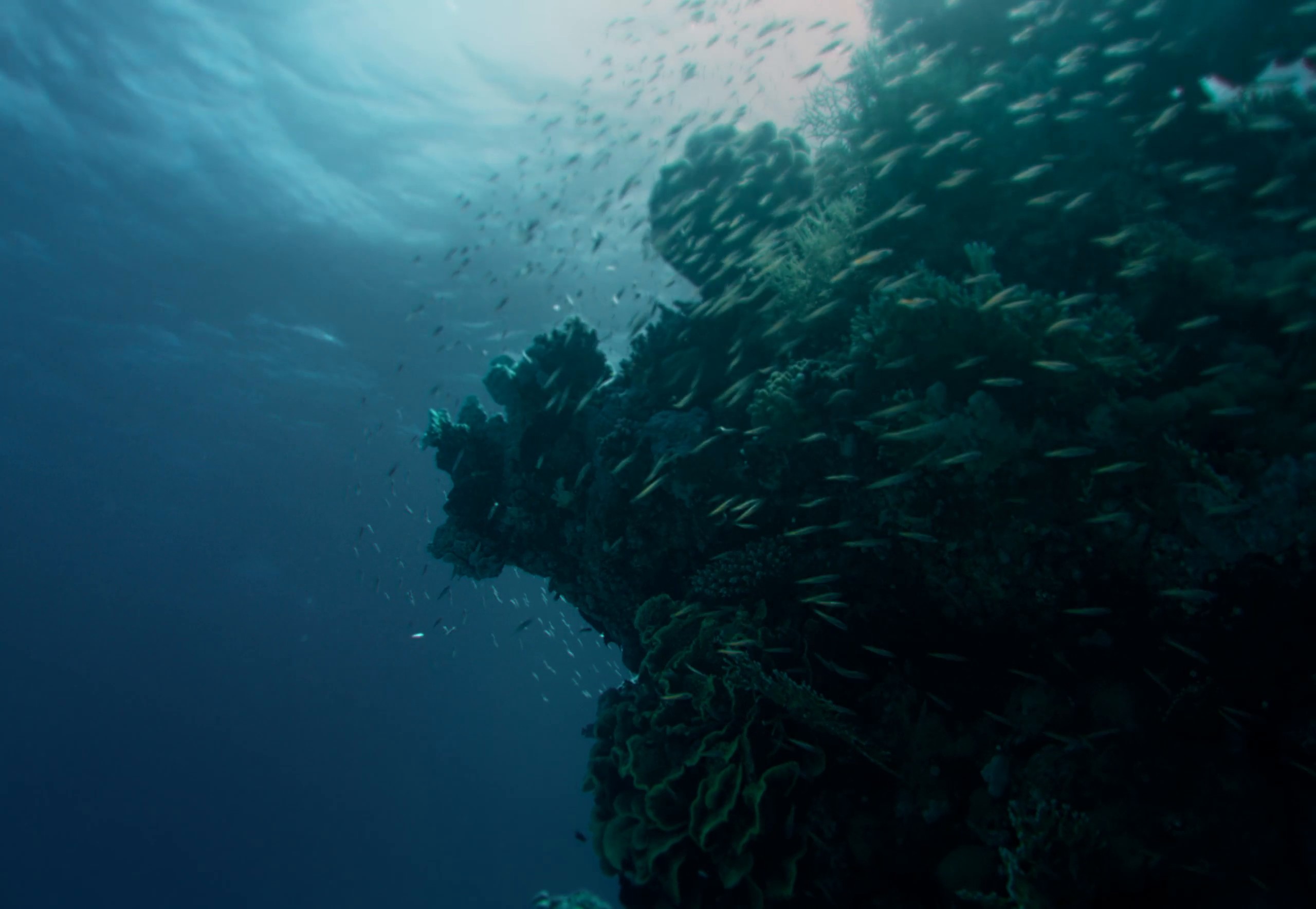 SRSA - More Than Just a Sea | Director's Cut (2024) —  shot,  lighting