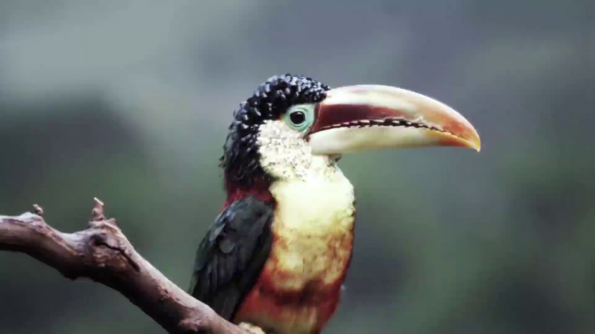 The Prey  (2021) —  shot,  lighting