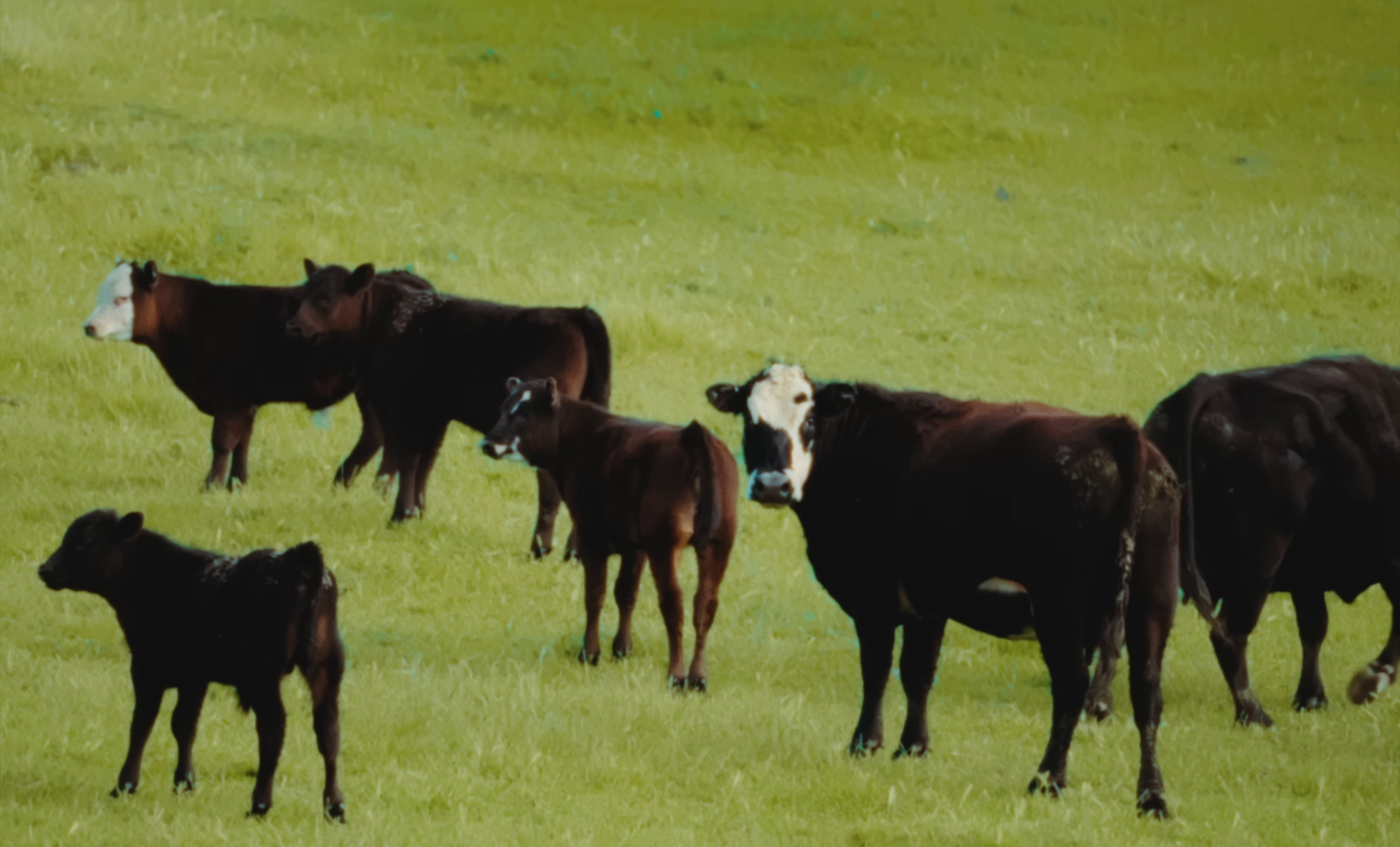 Tell Me Im Right (2023) —  shot,  lighting