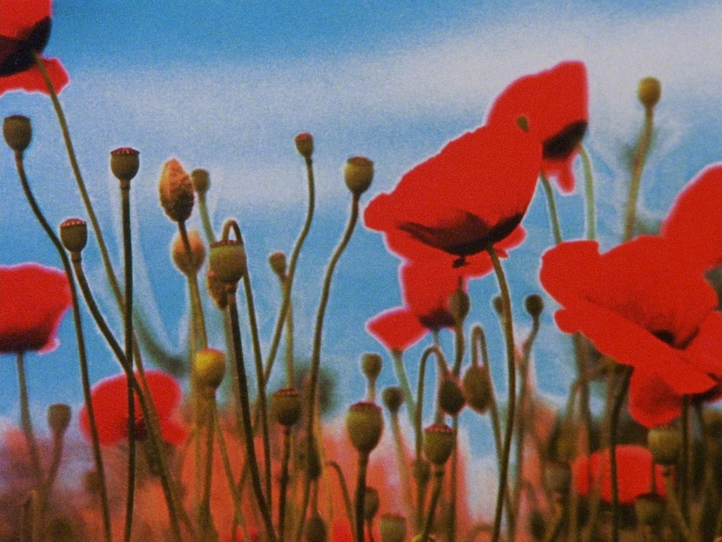 Wasteland No.1 - Ardent, Verdant (2017) —  shot,  lighting