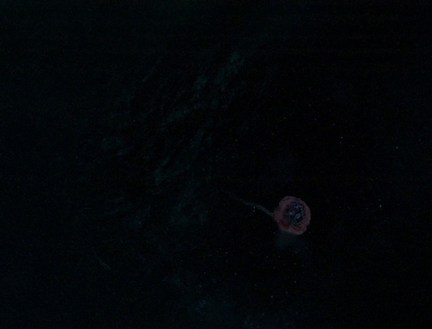 Sleep Has Her House (2017) —  shot,  lighting