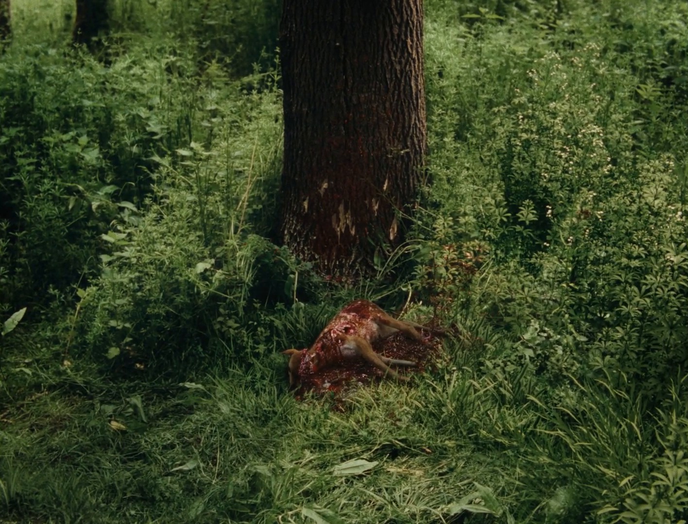 The Fawn (2024) —  shot,  lighting