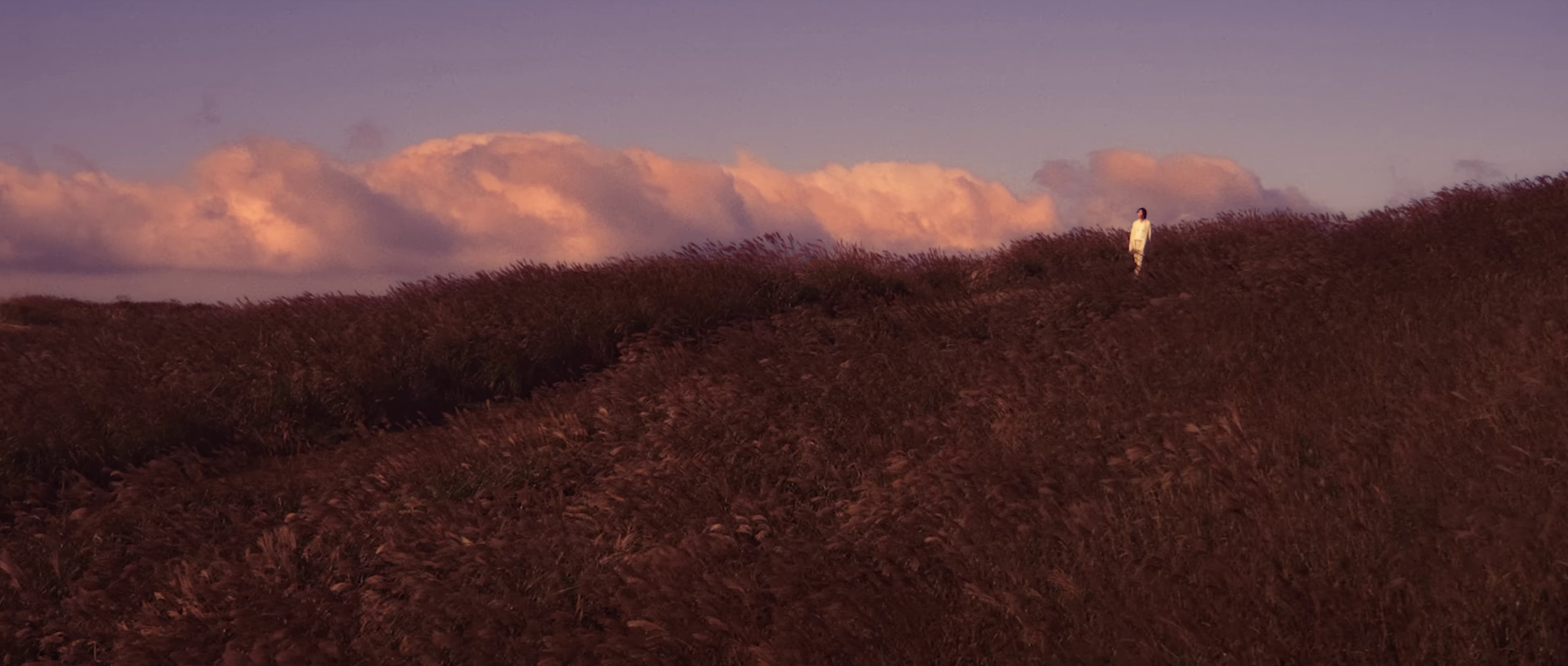 Wild Flower (2022) —  shot,  lighting