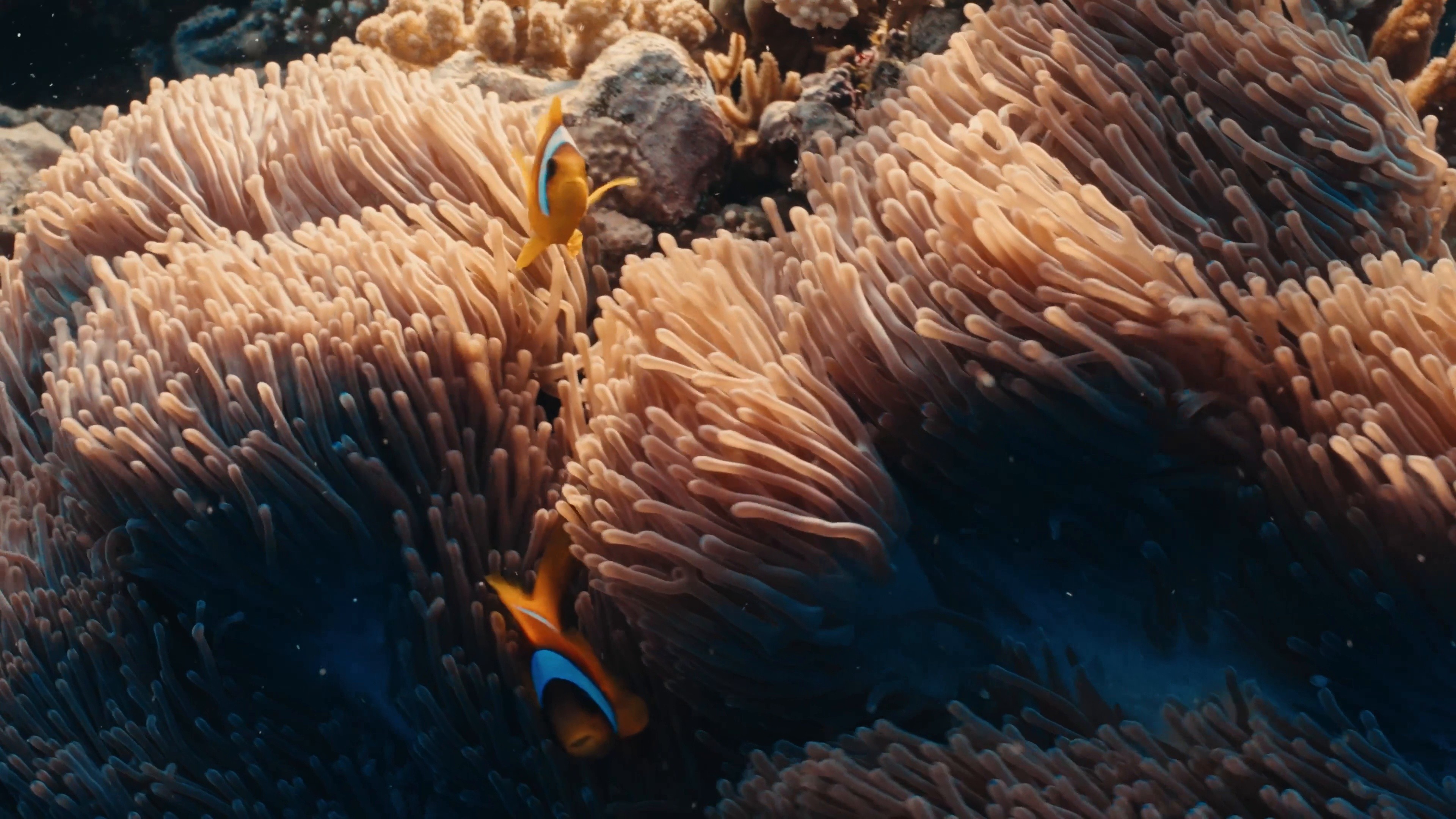 Candice Swanepoel x RedSea | Director's cut - Jeddah (2024) —  shot,  lighting