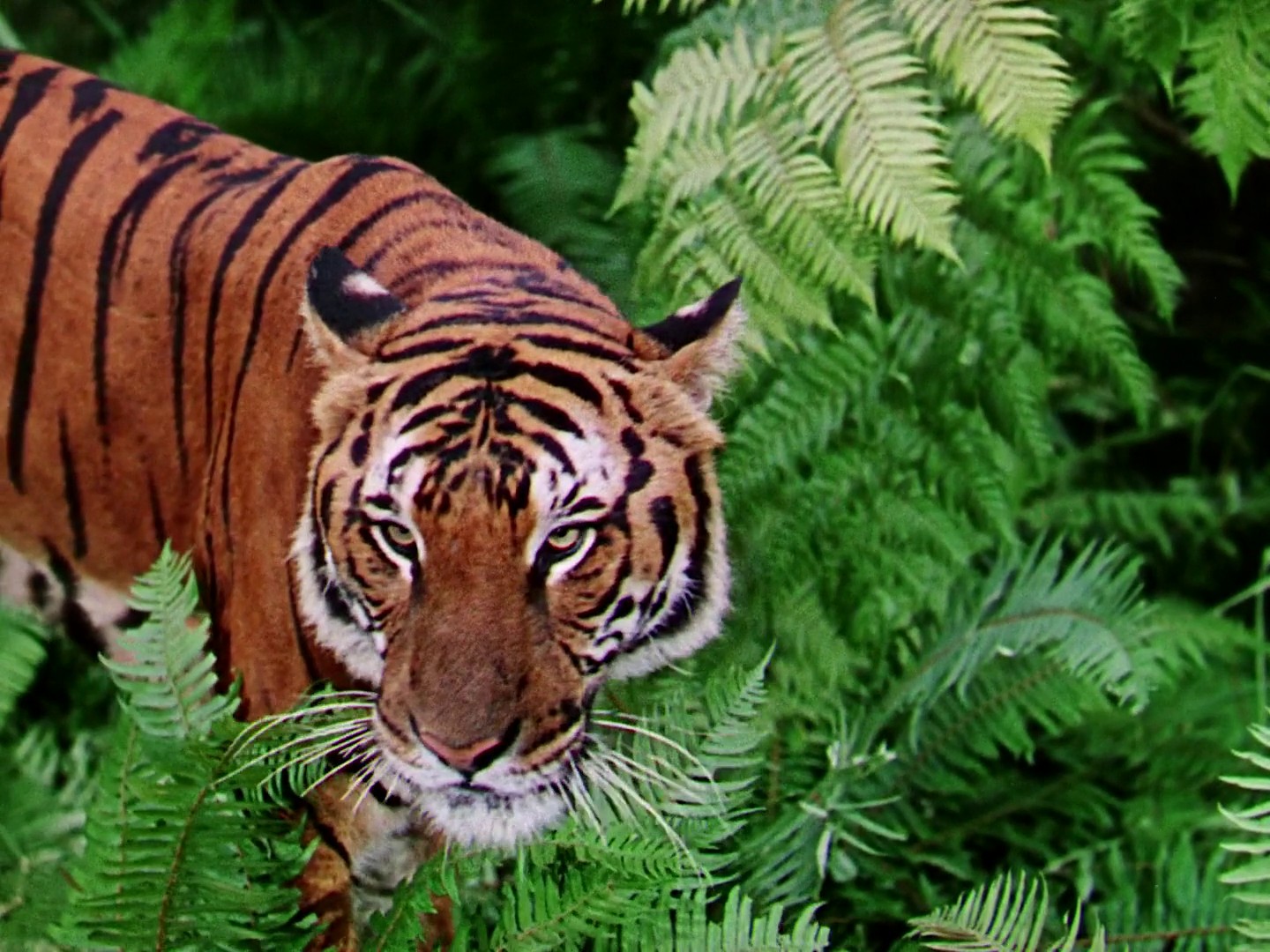 Jungle Book (1942) —  shot,  lighting