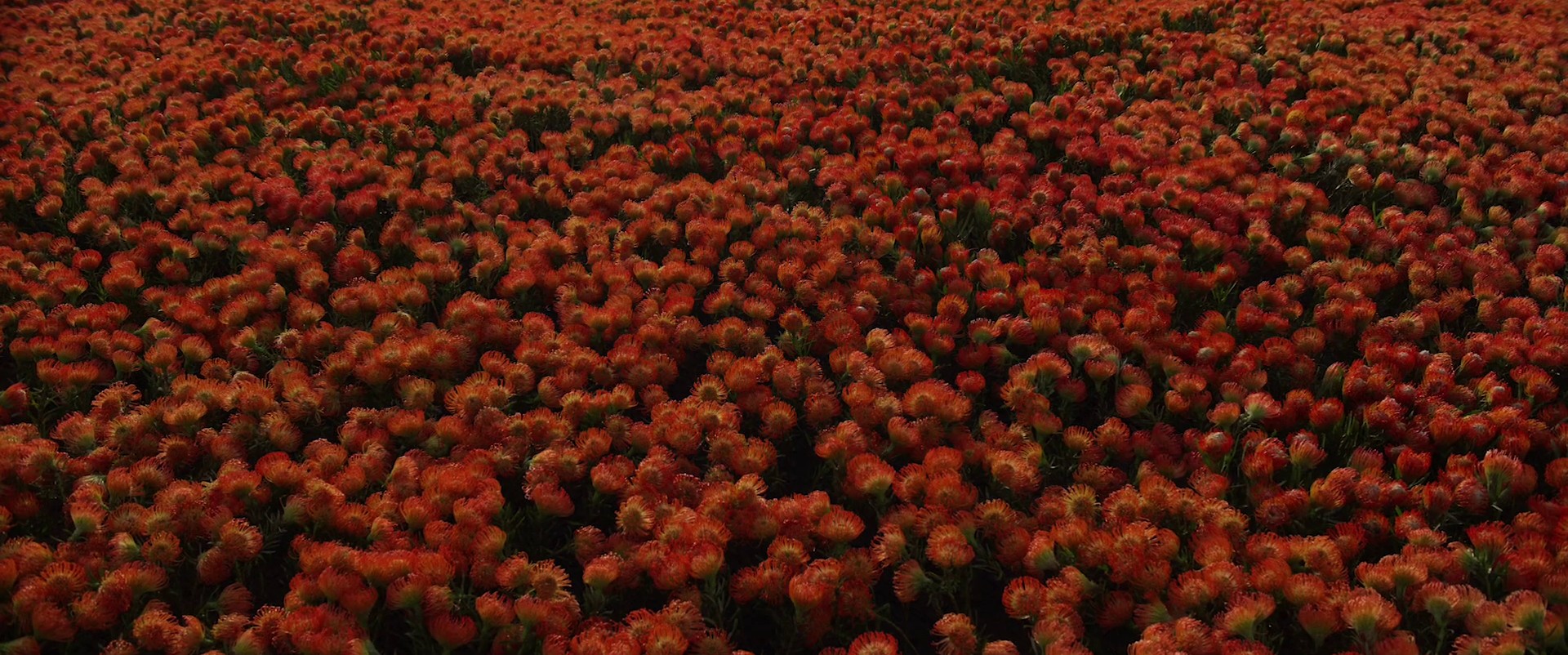 Polestar - Polestar 4 (2024) —  shot,  lighting