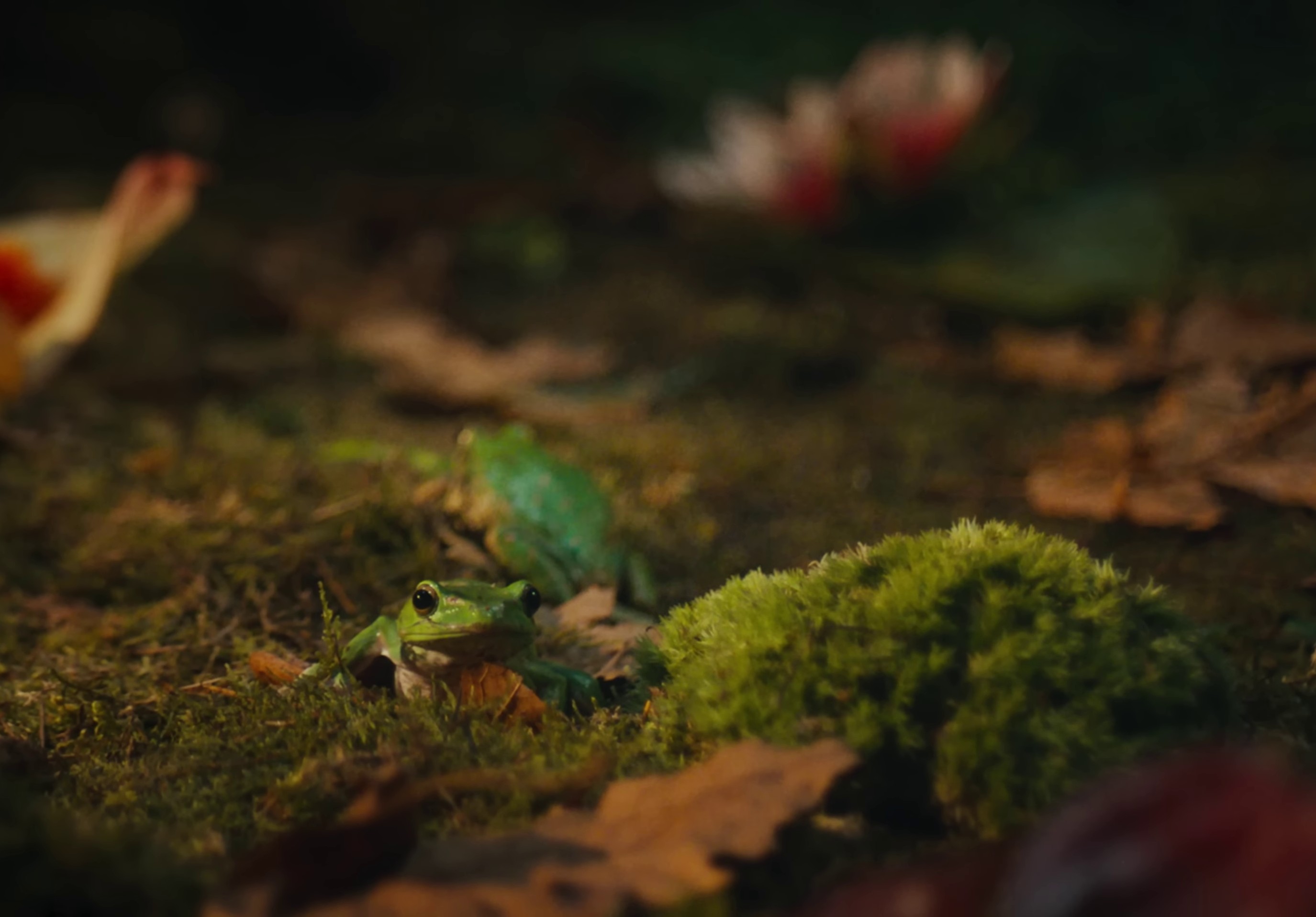 frog  (2022) —  shot,  lighting