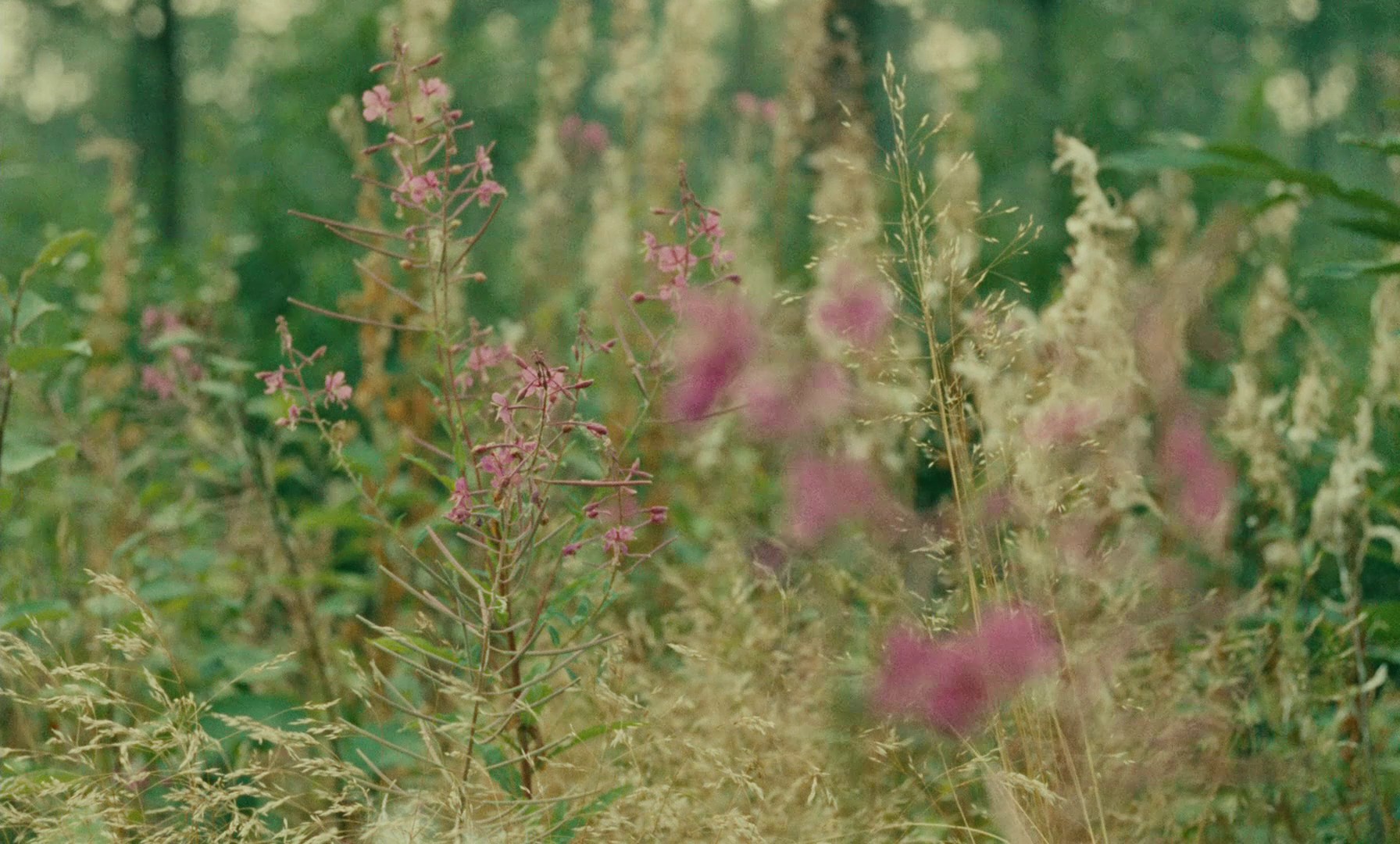 Happiness (1965) —  shot,  lighting