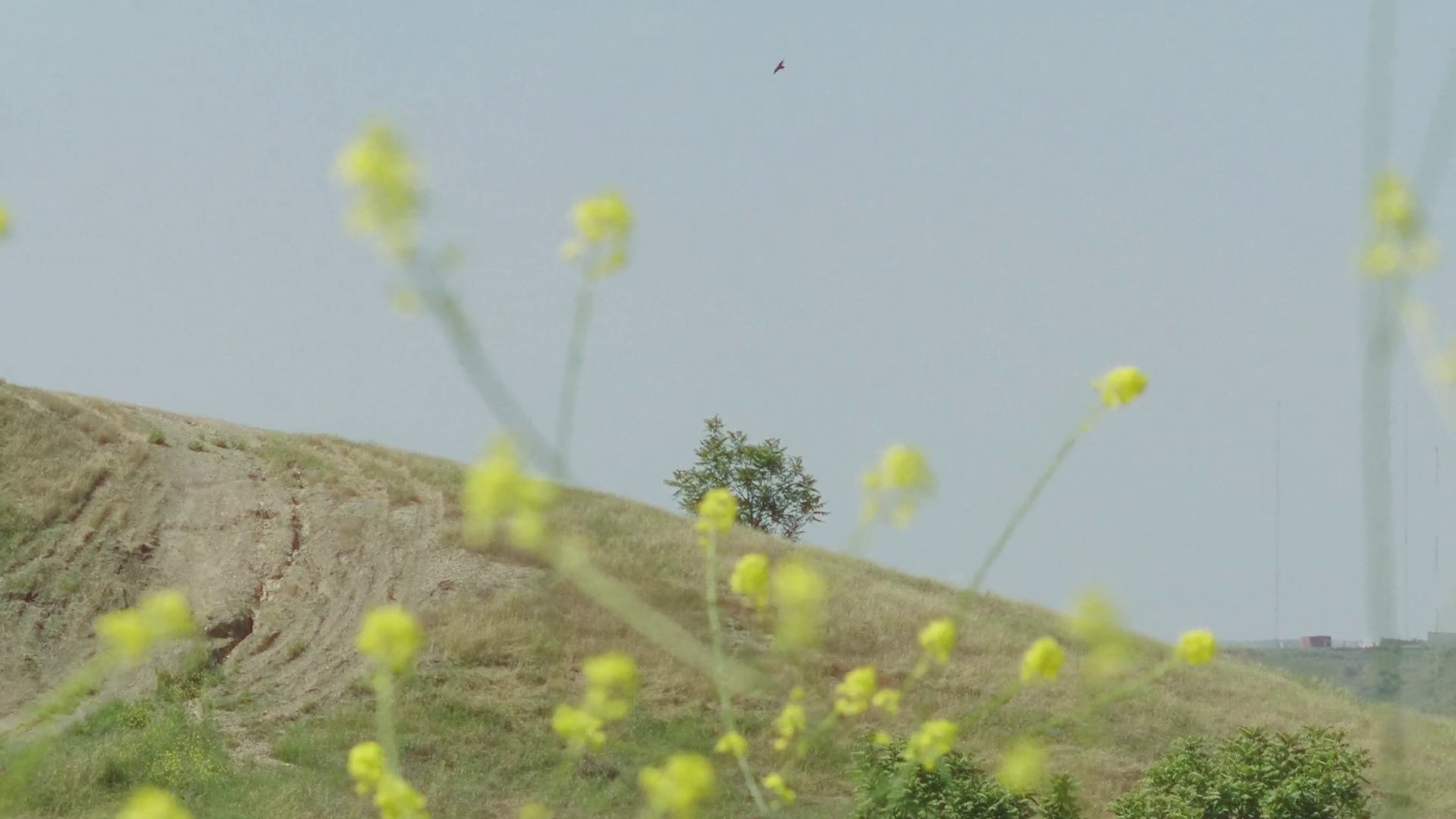 Settled In (2020) —  shot,  lighting