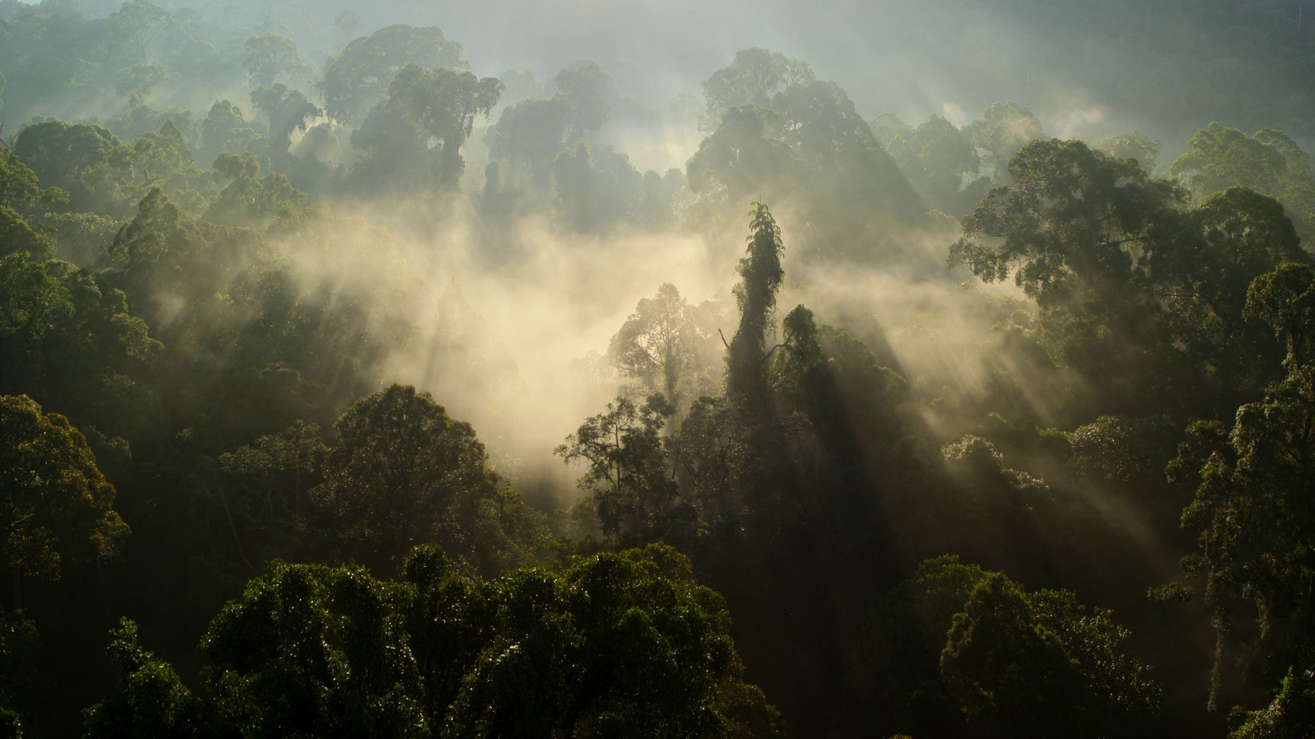 Inheriting the Earth (2023) —  shot,  lighting