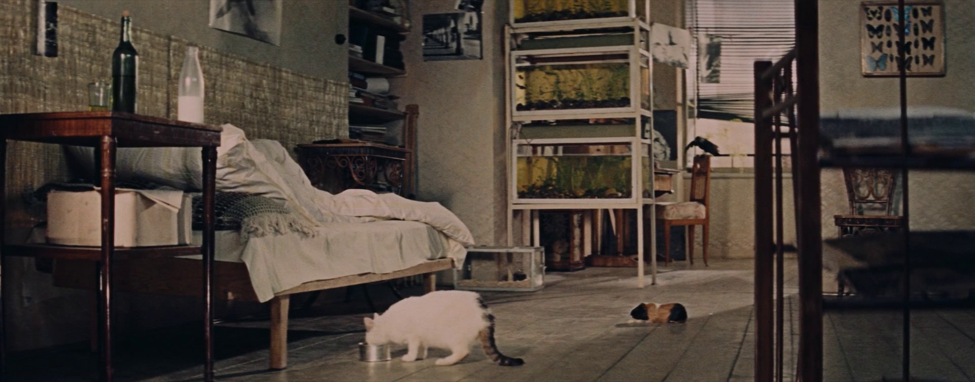 When the Cat Comes (1963) —  shot,  lighting
