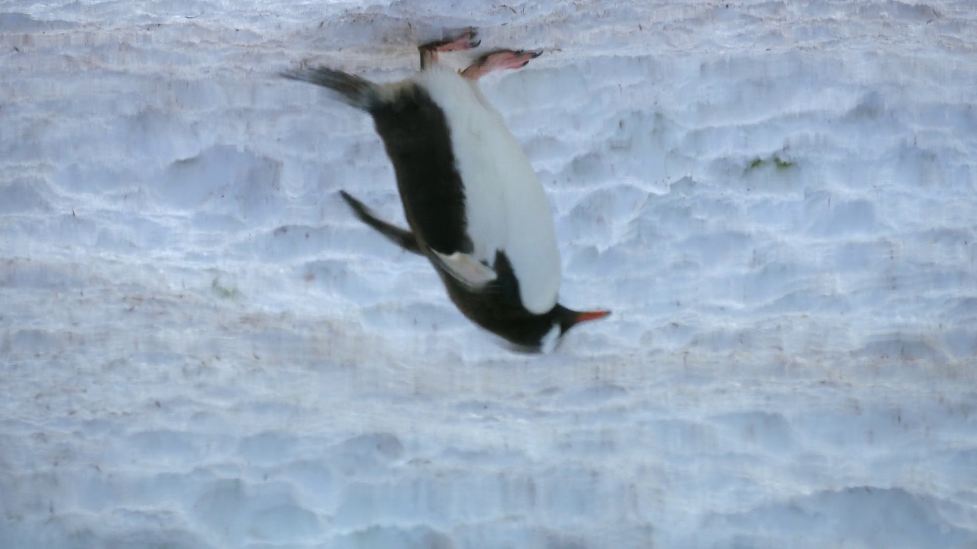 Freedom to Roam (2023) —  shot,  lighting