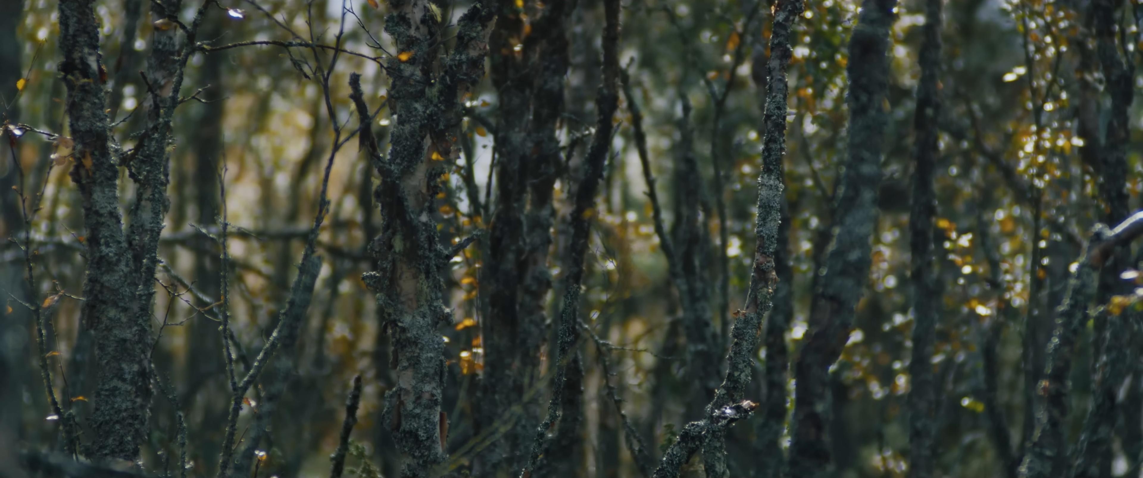 Birna (2024) —  shot,  lighting