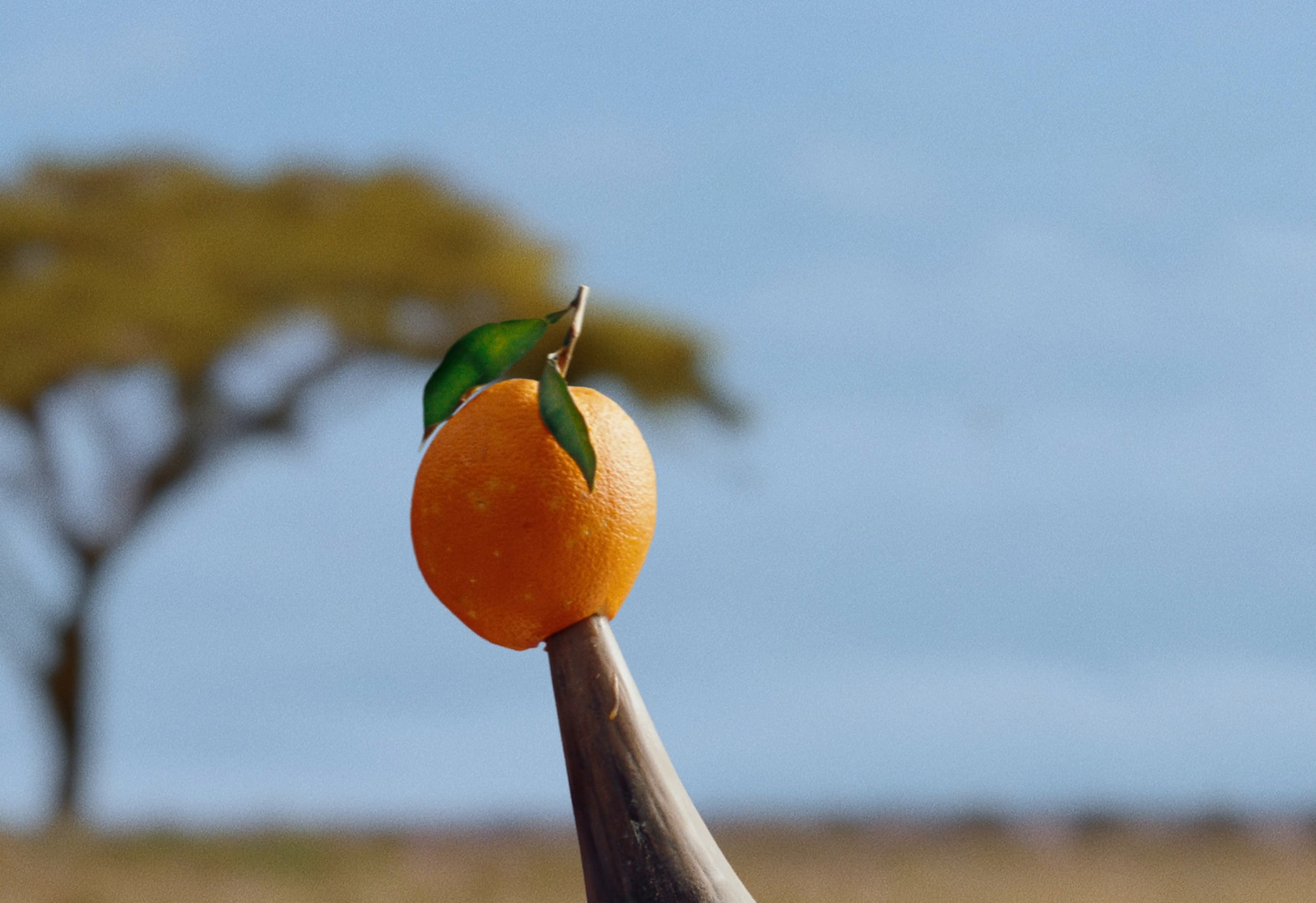 ORANGINA 'Les Oranges' (DC) (2024) —  shot,  lighting