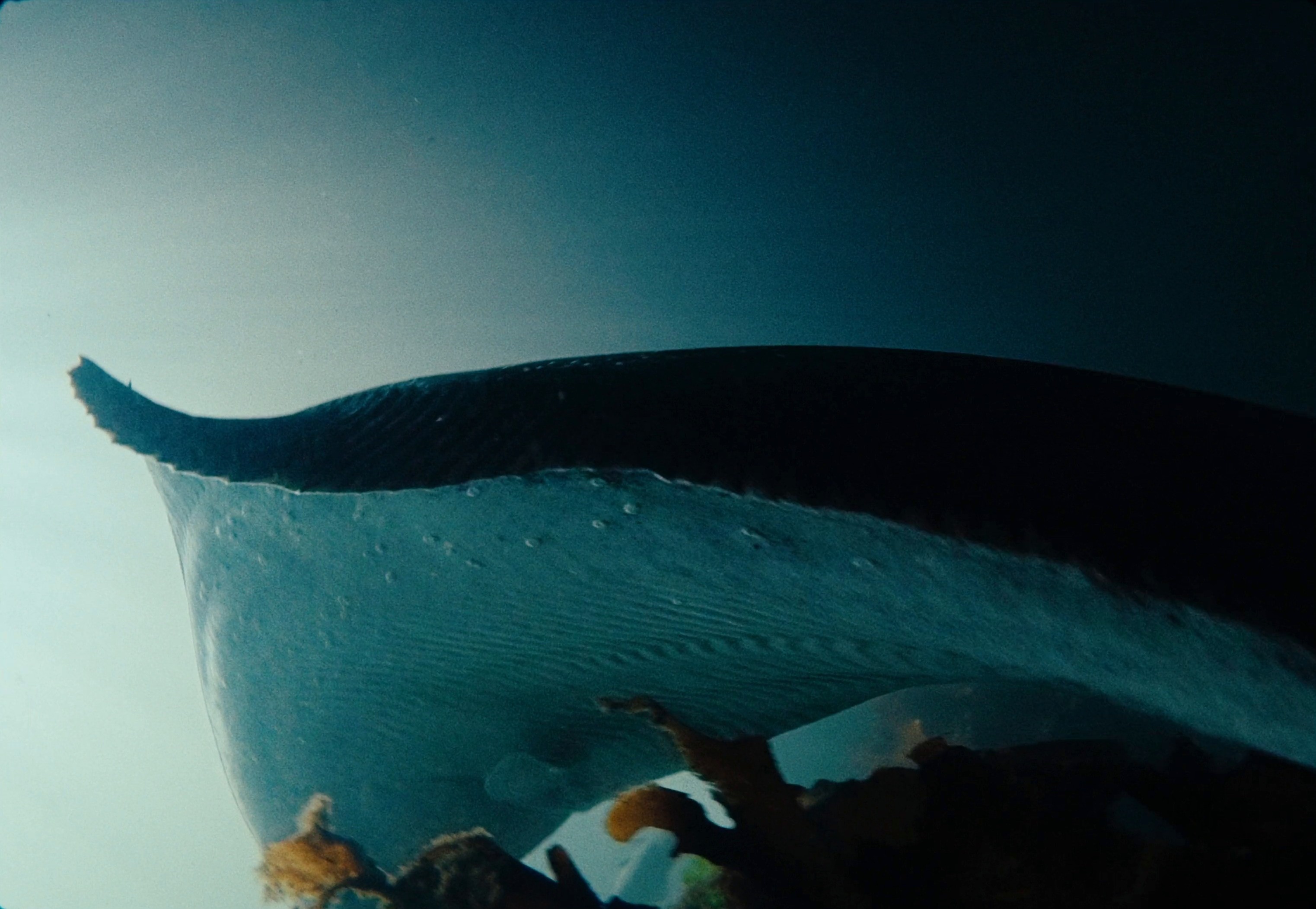 Sterling - Unleash The Magic of Halibut (2024) —  shot,  lighting