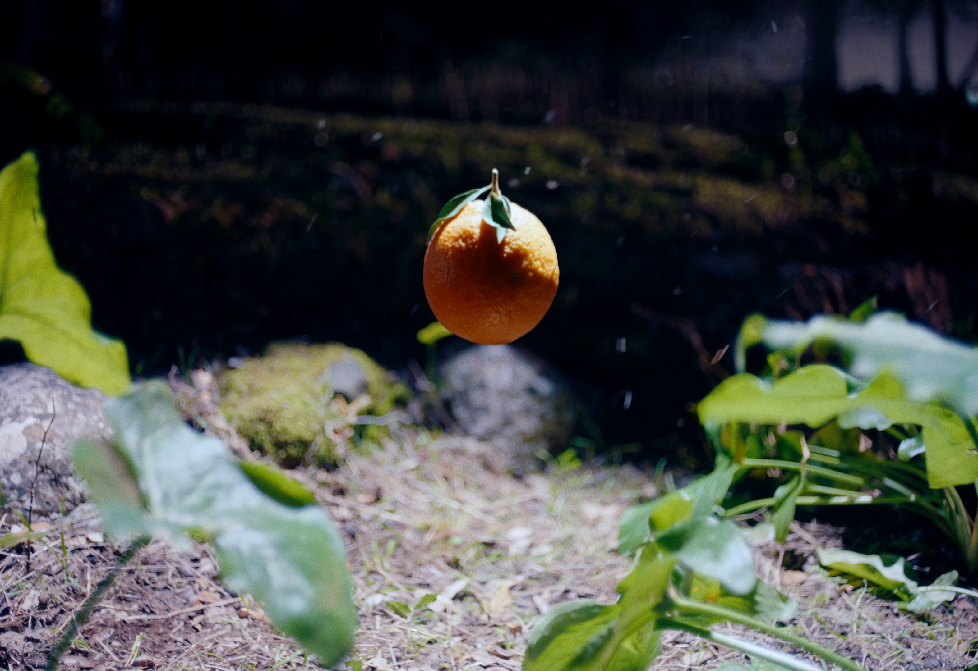 ORANGINA 'Les Oranges' (DC) (2024) —  shot,  lighting