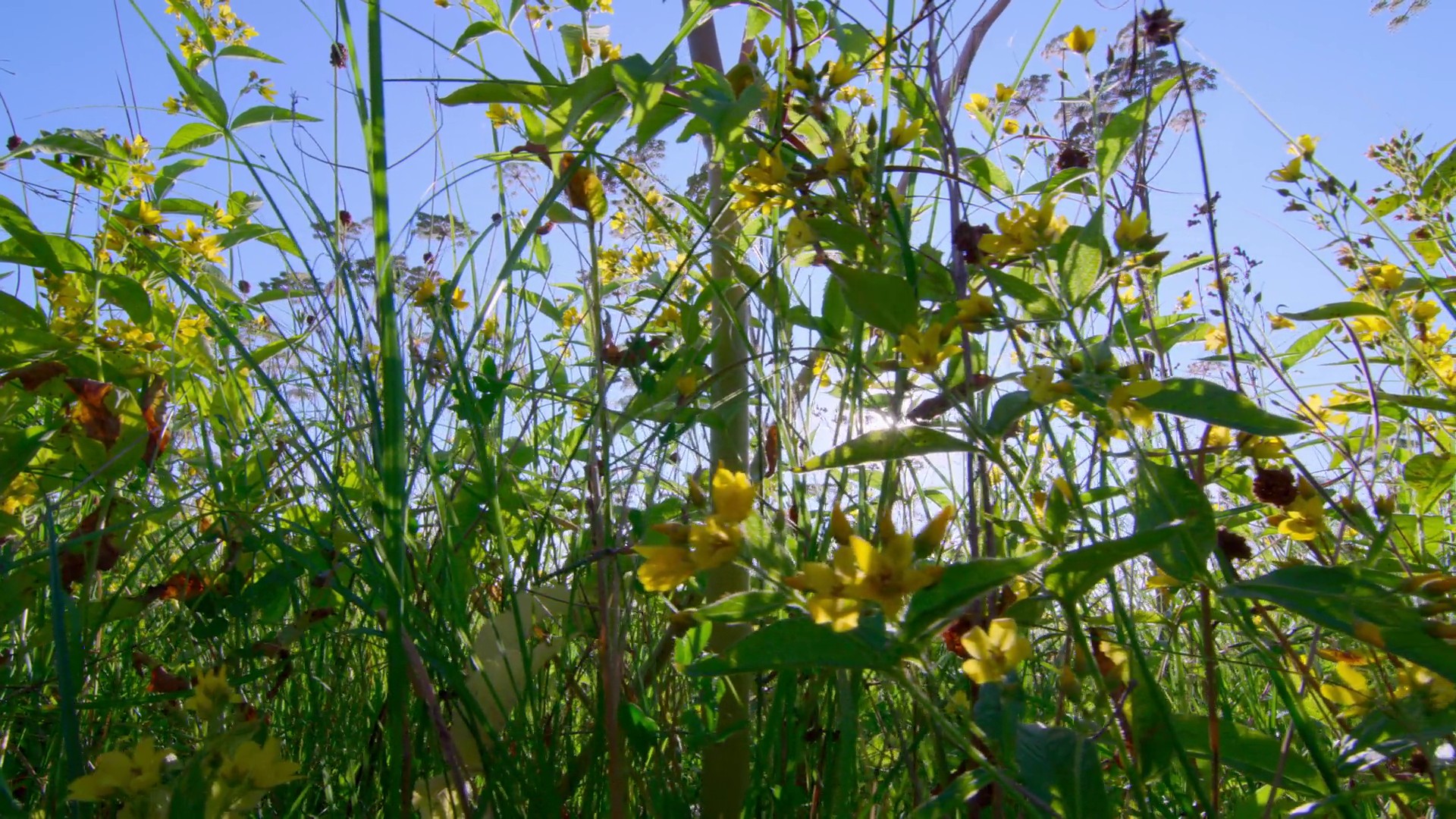 Following the Sun (2023) —  shot,  lighting