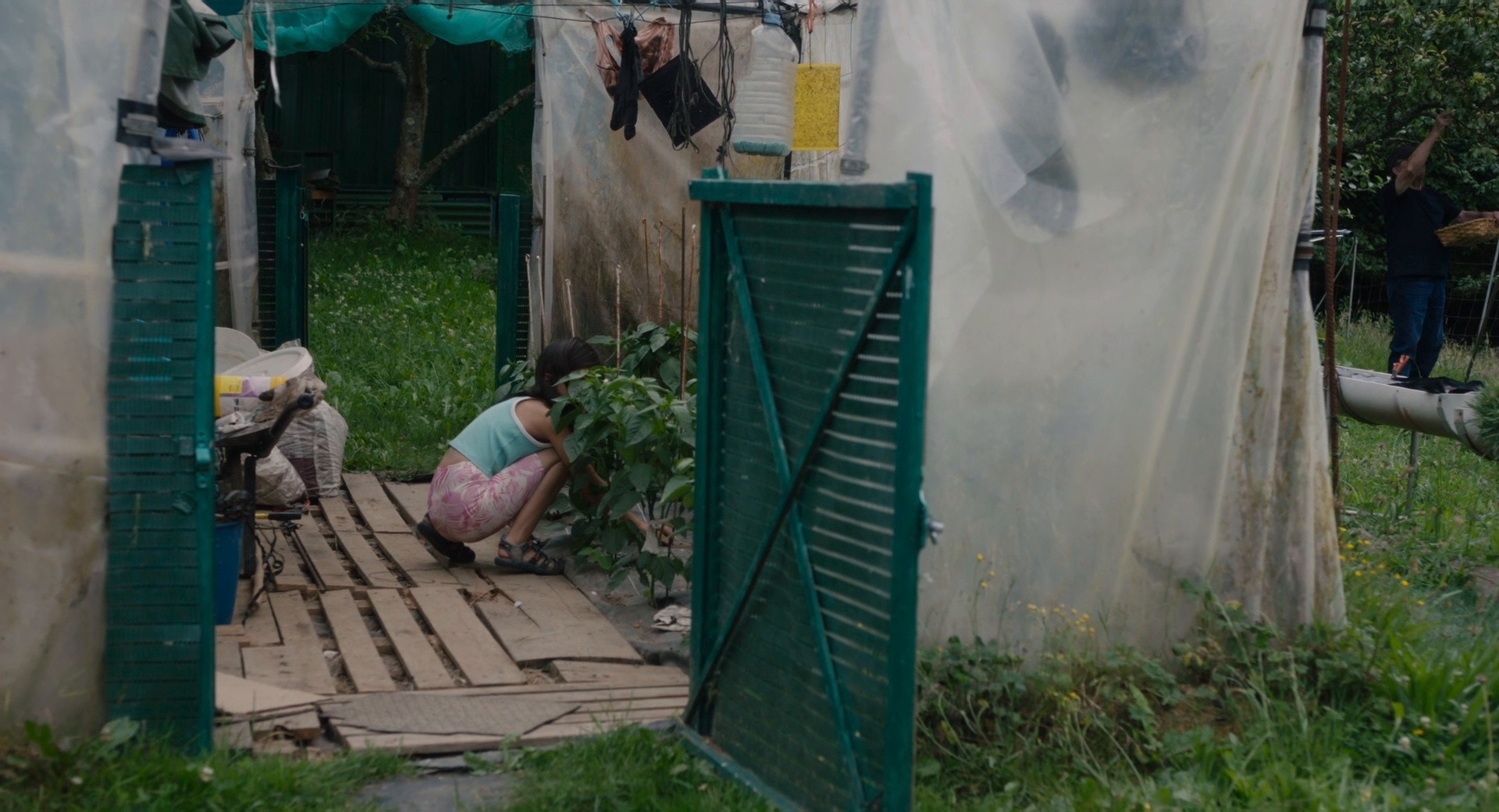 20,000 Species of Bees (2023) —  shot,  lighting