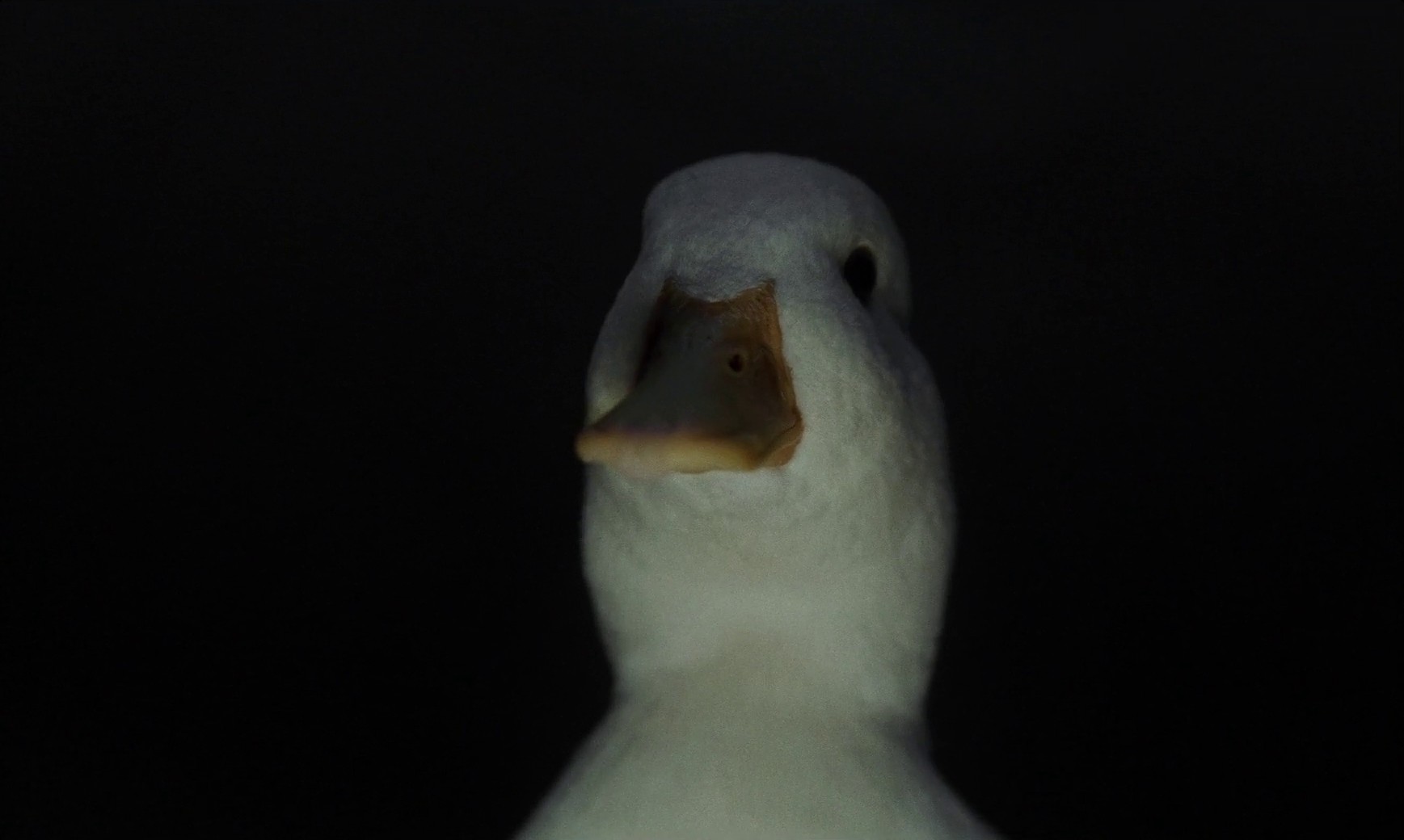 Everything Looks Bigger Closer (2020) —  shot,  lighting