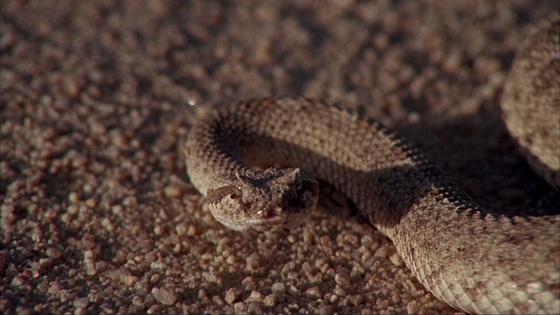 The Velvet Vampire (1980) —  shot,  lighting