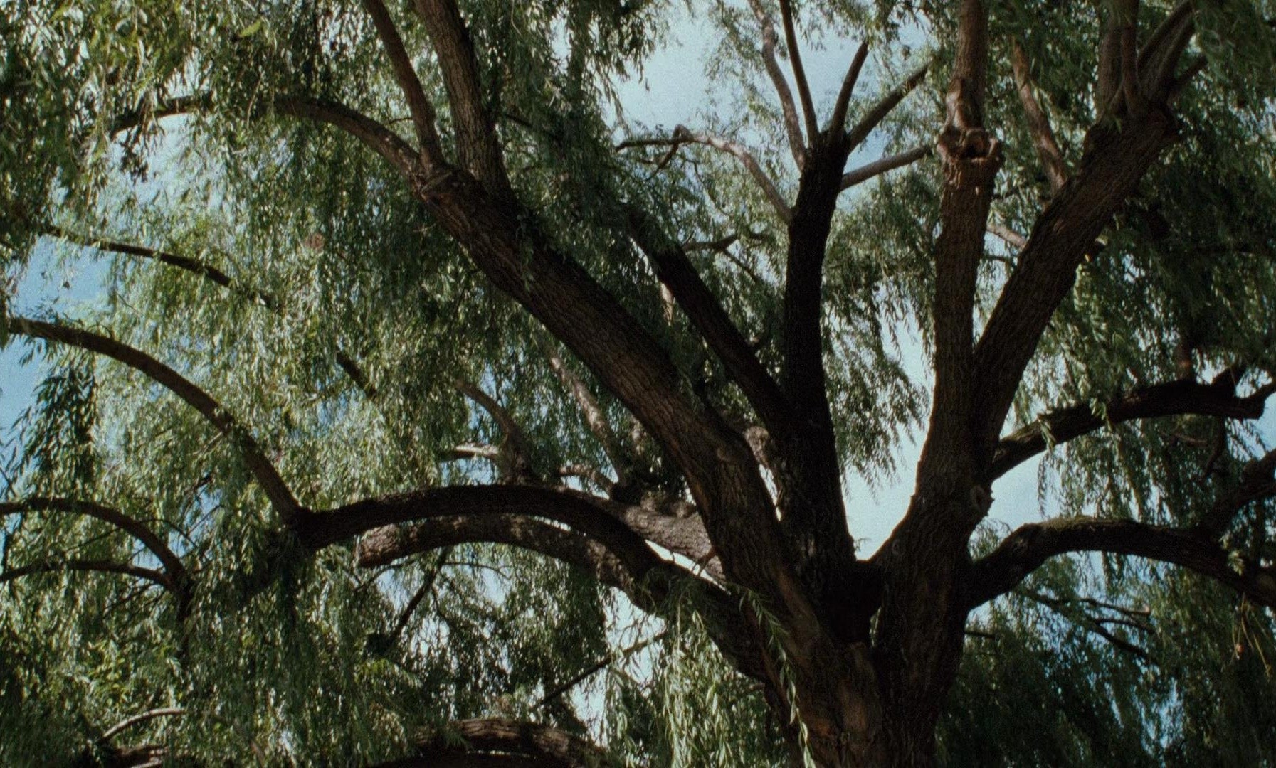 The Lovers on the Bridge (1999) —  shot,  lighting