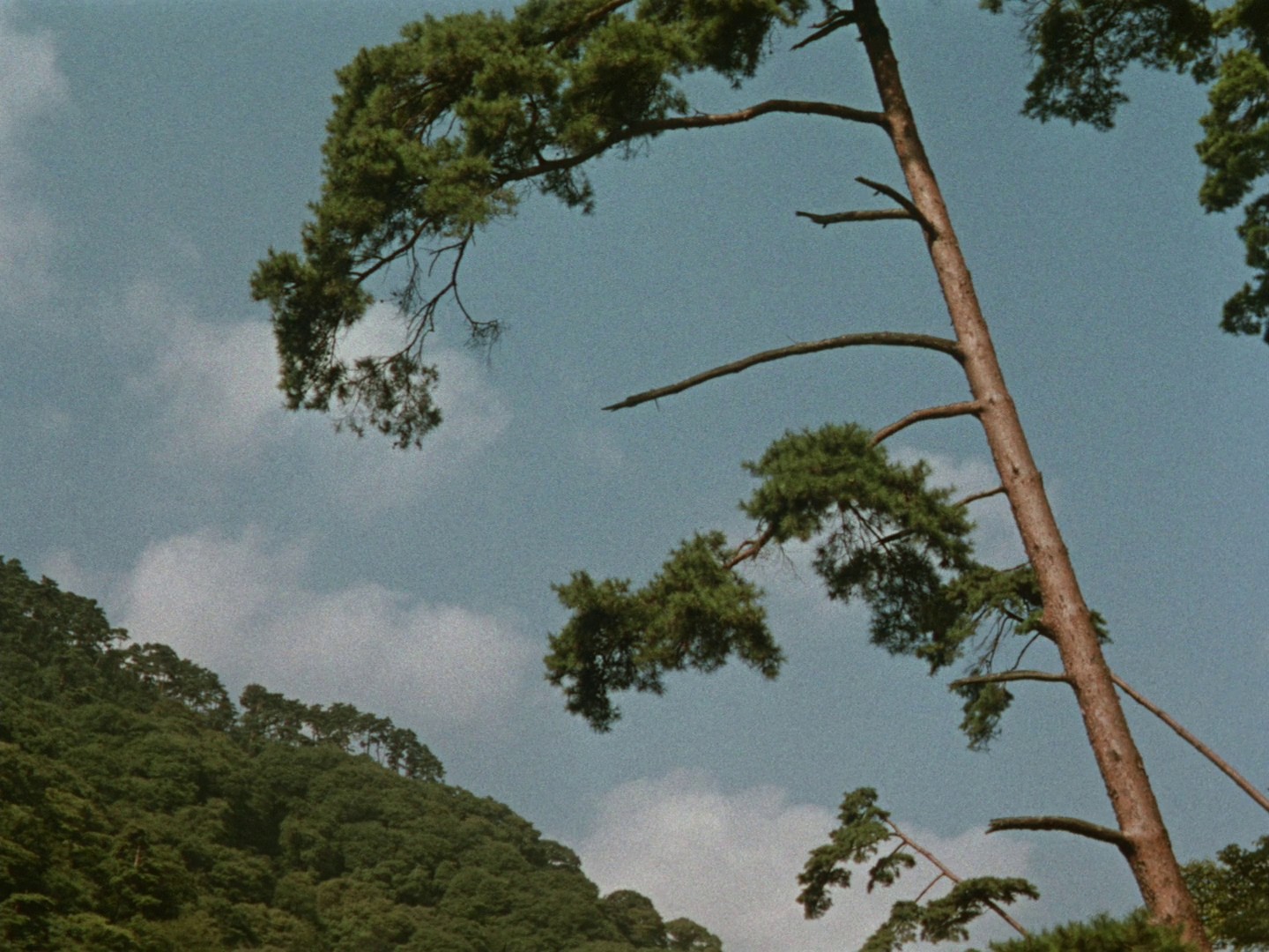  The End of Summer (1961) —  shot,  lighting