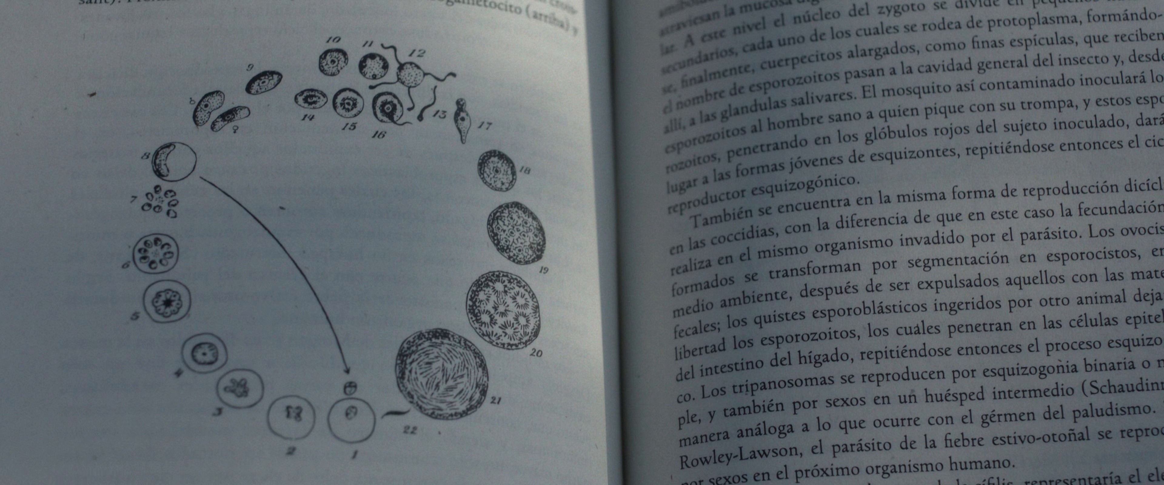 The Red Virgin (2024) —  shot,  lighting