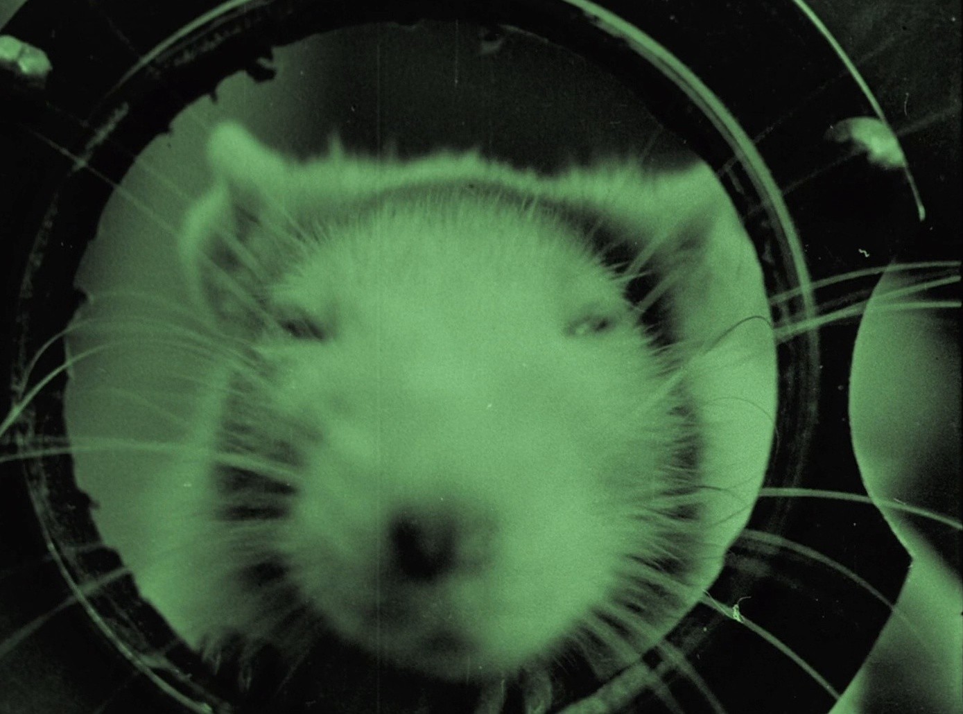 The Late Mathias Pascal (1926) —  shot,  lighting