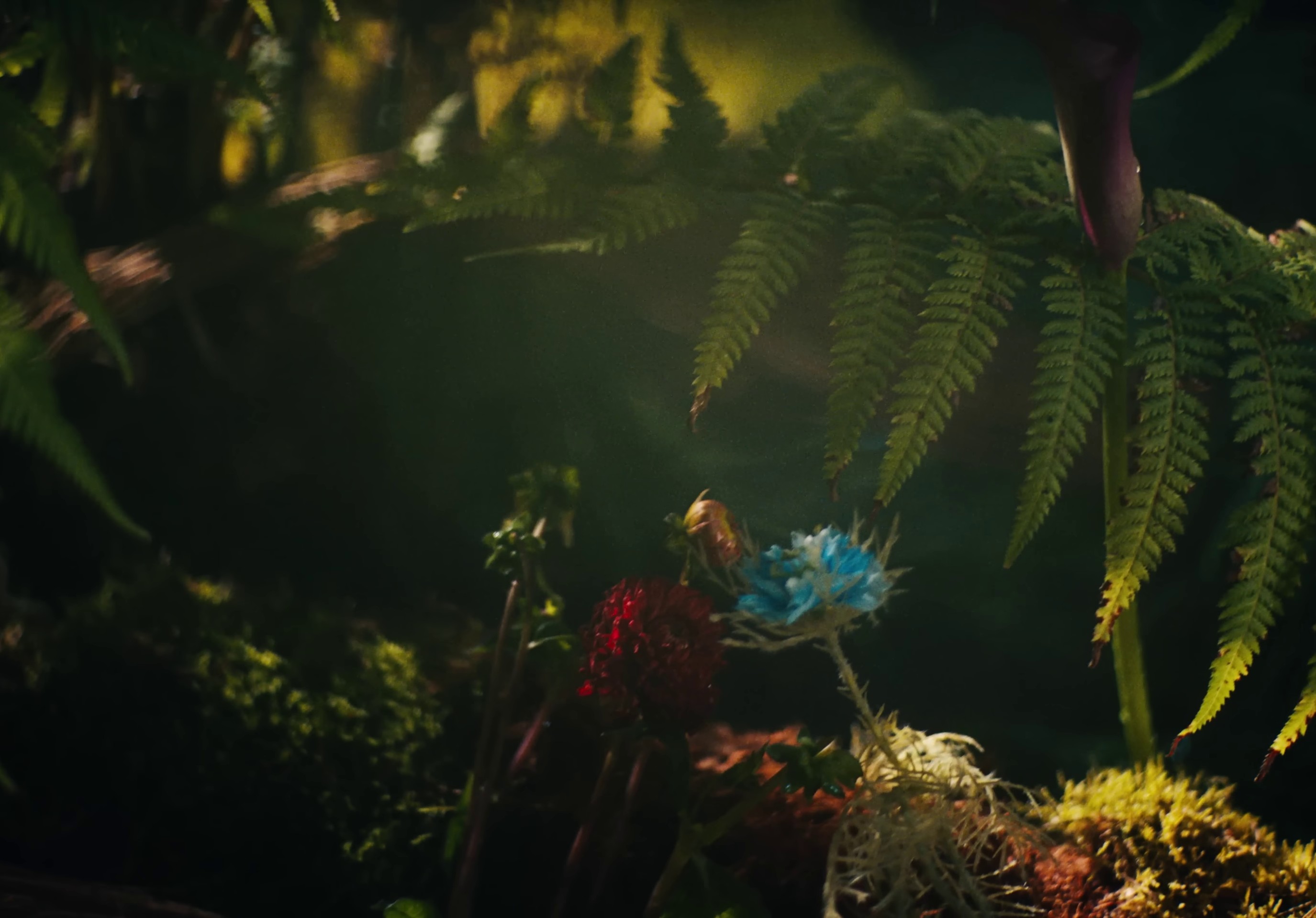 frog  (2022) —  shot,  lighting