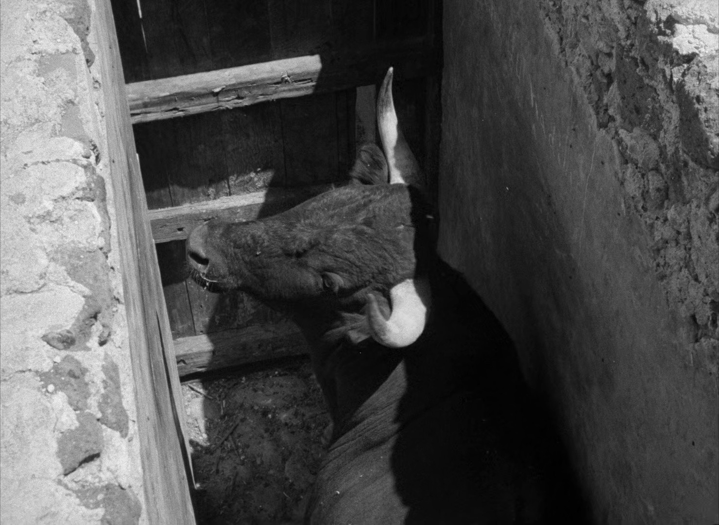 Bullfighter and the Lady (1951) —  shot,  lighting