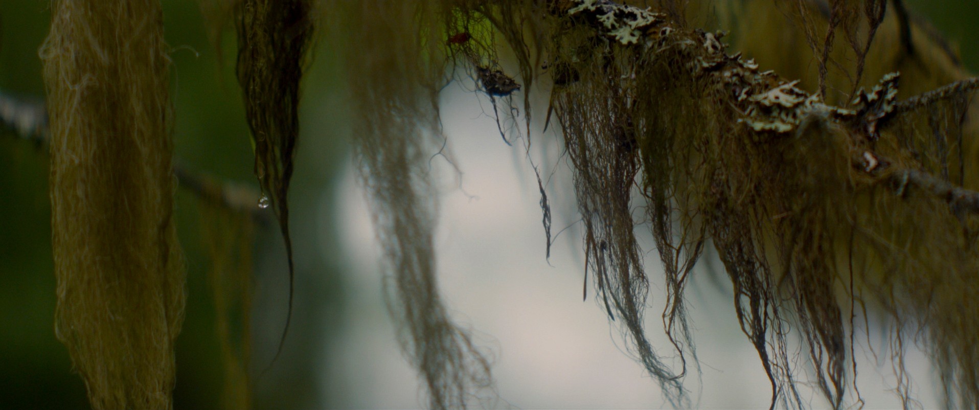 Ex Machina (2014) —  shot,  lighting