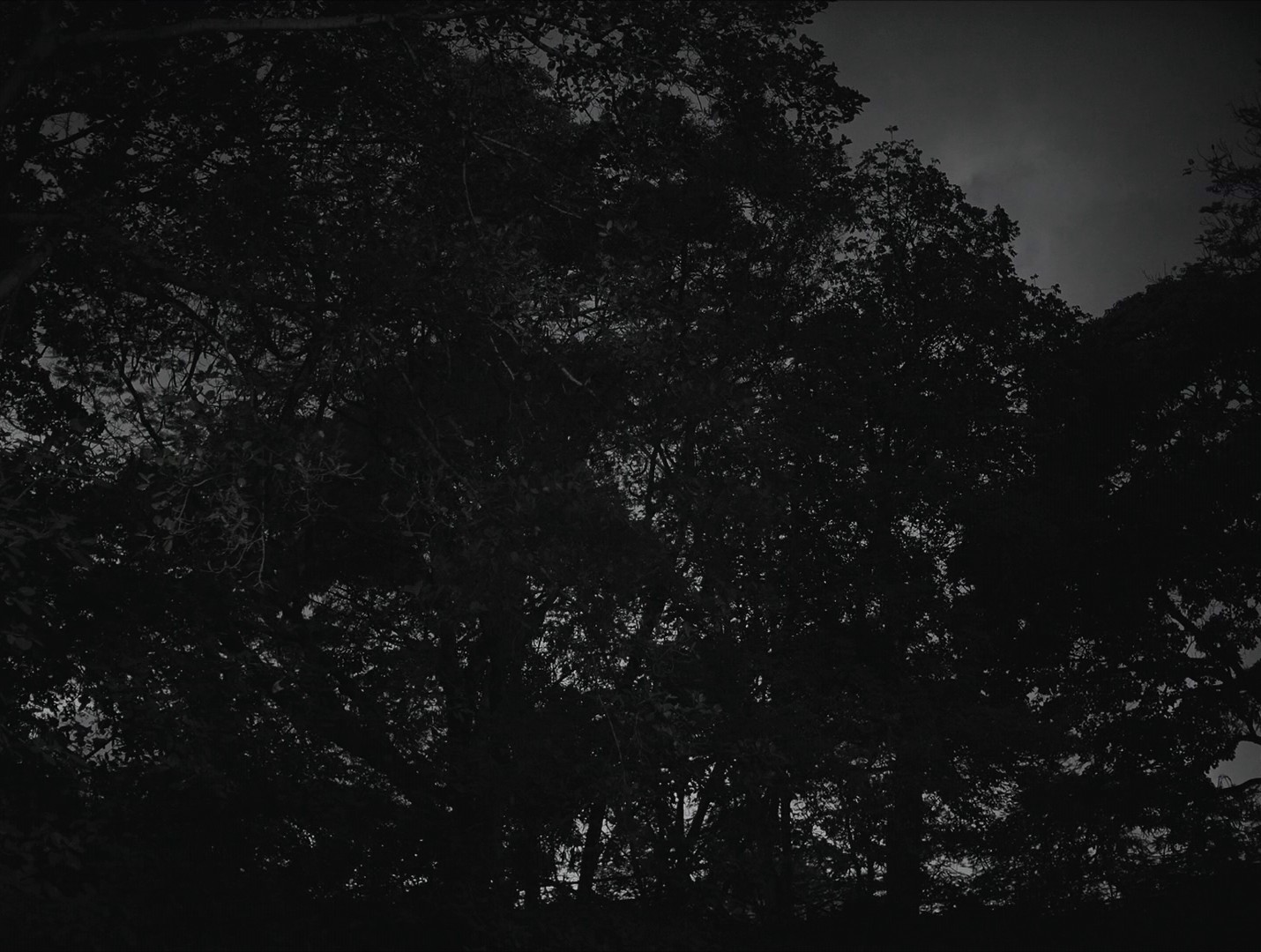 Parsley (2022) —  shot,  lighting