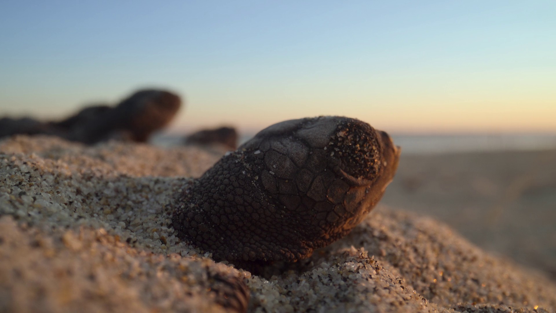 The Next Generation (2023) —  shot,  lighting