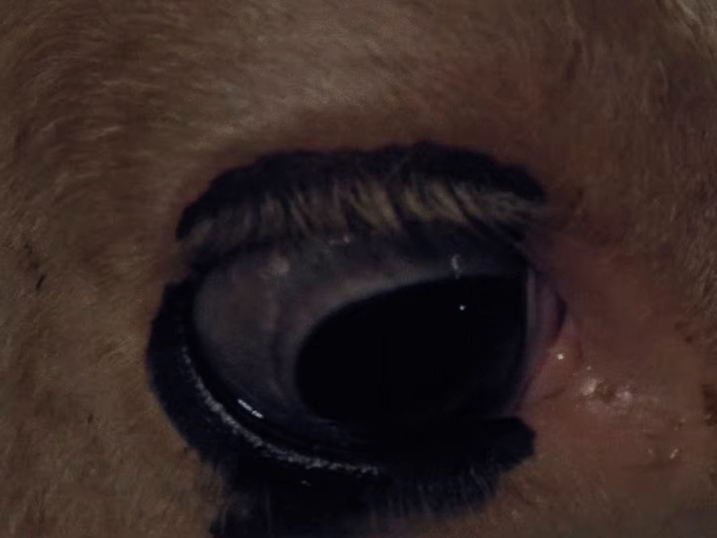 Sunlight (2025) —  shot,  lighting