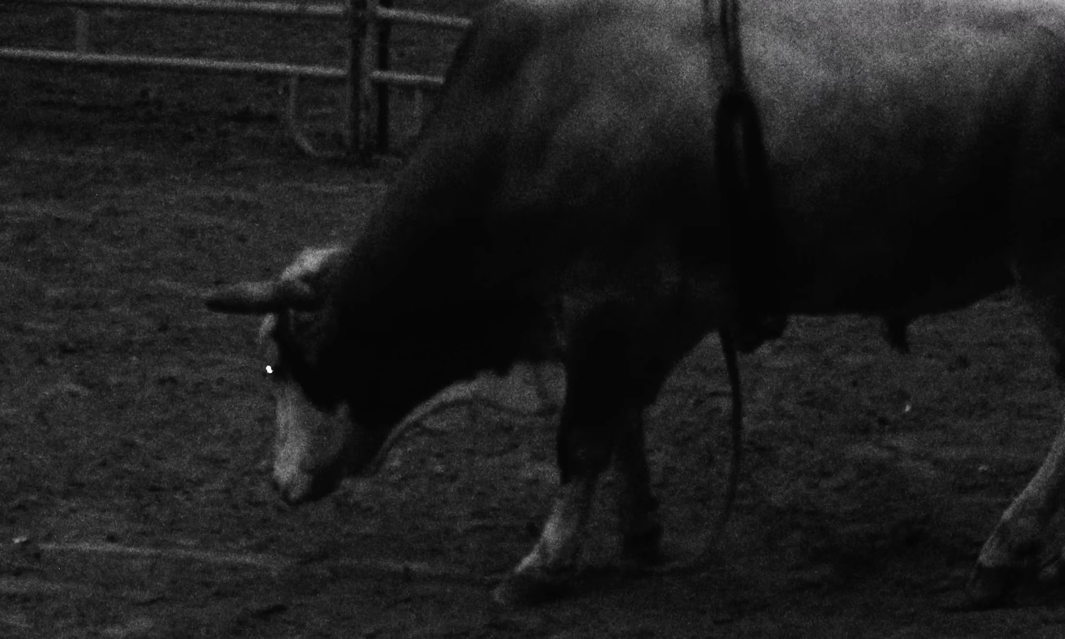 4X4 (2025) —  shot,  lighting