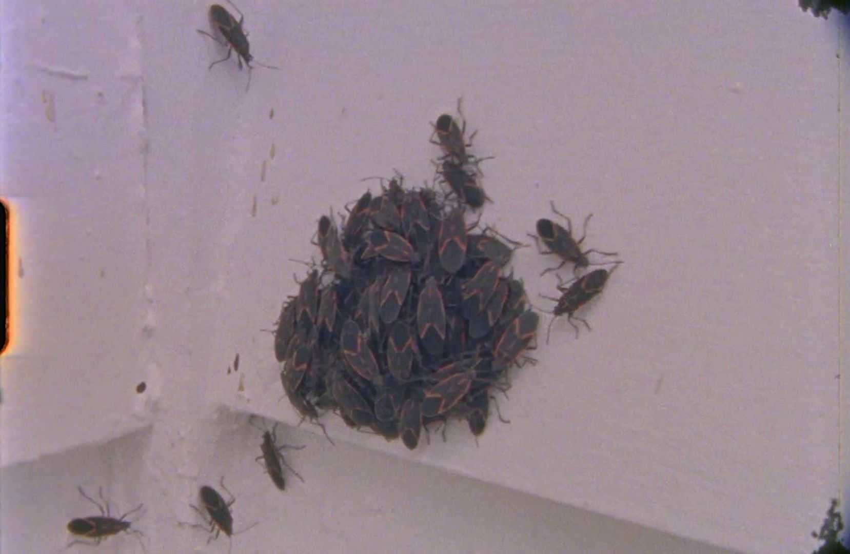 Wings (2013) —  shot,  lighting