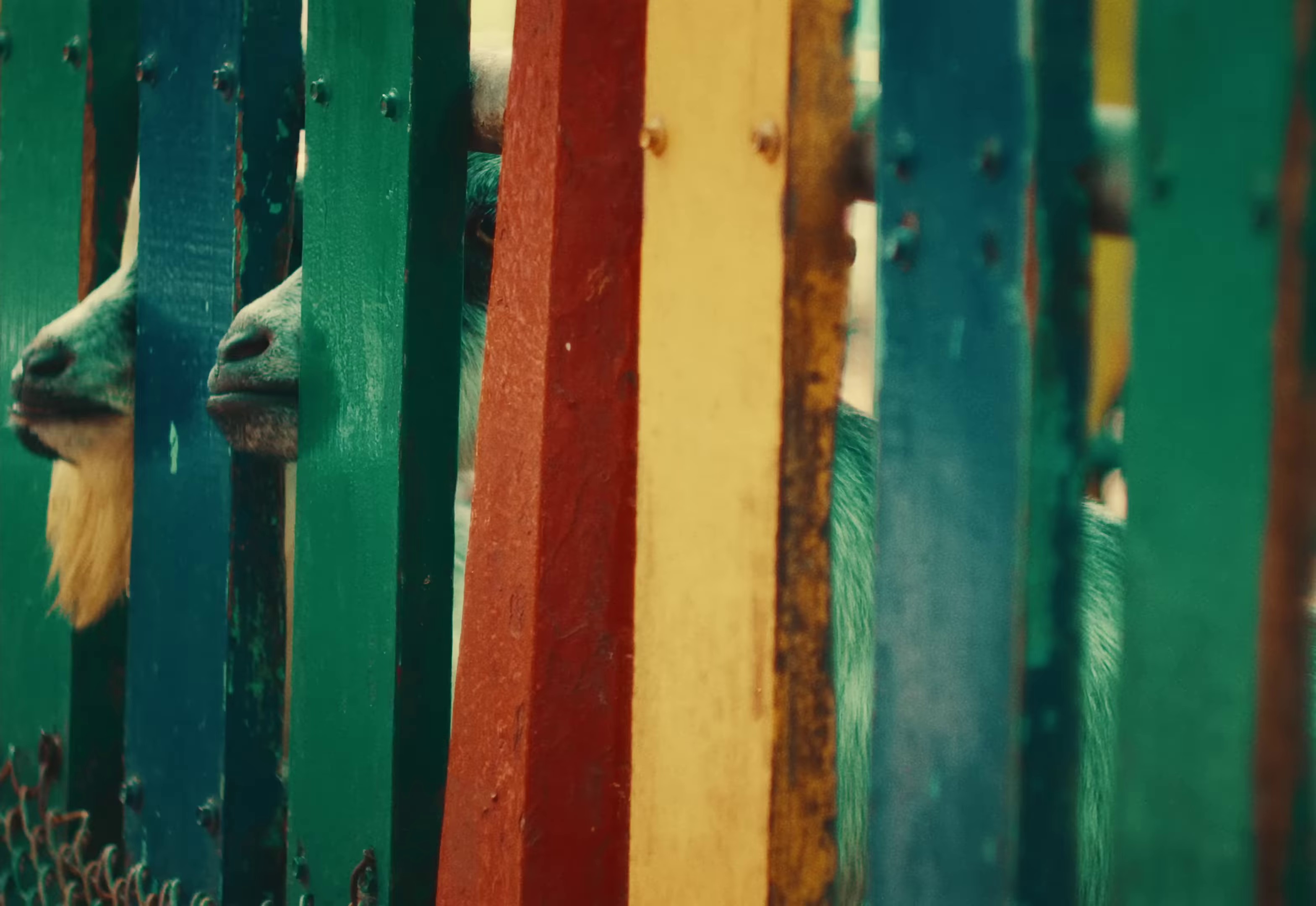 Flava (2024) —  shot,  lighting