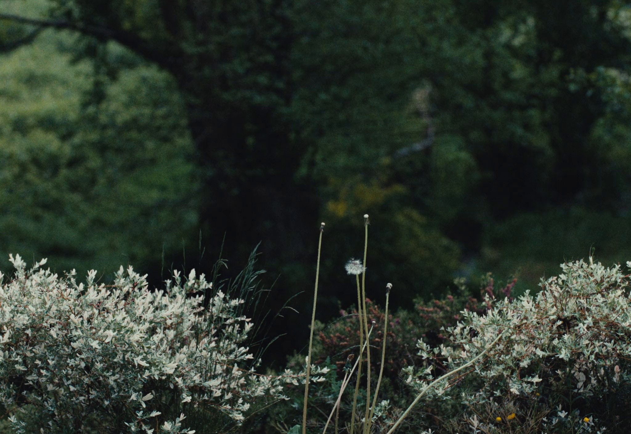 Serenity (2026) —  shot,  lighting