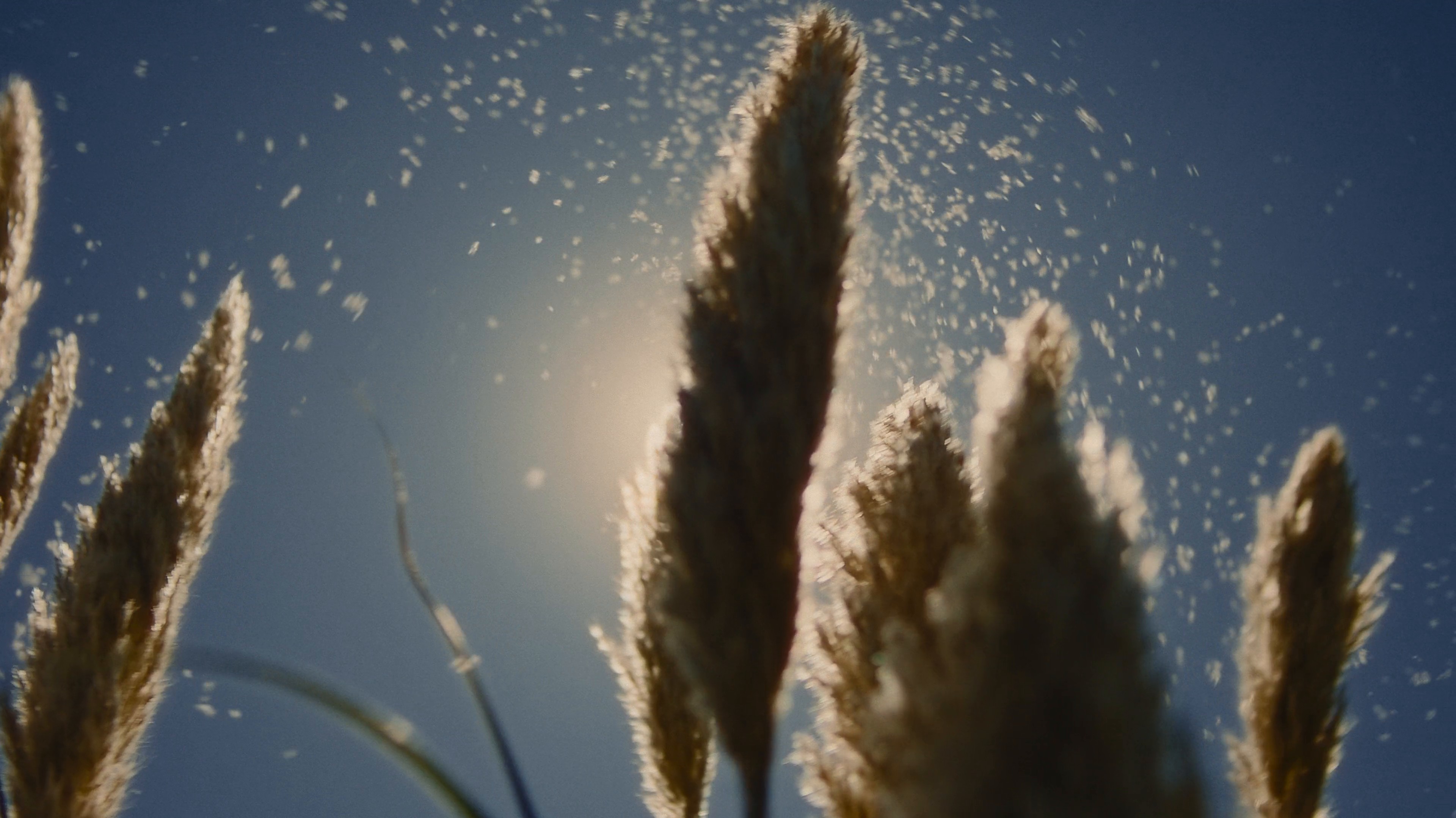 CHLOE — WE BLOSSOM TOGETHER (2024) —  shot,  lighting