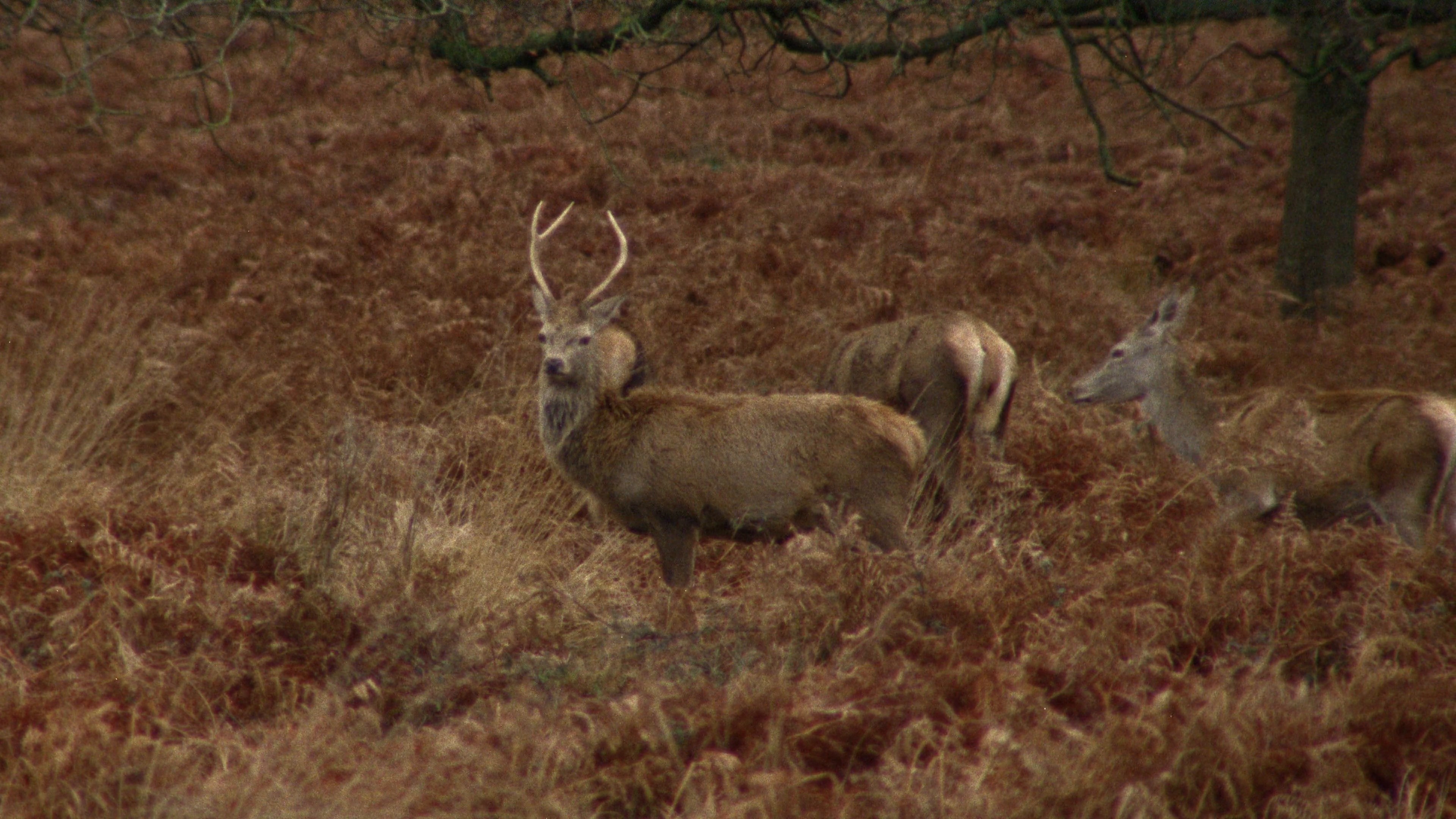 BURBERRY I HARRODS Knight Blue 024 (2024) —  shot,  lighting