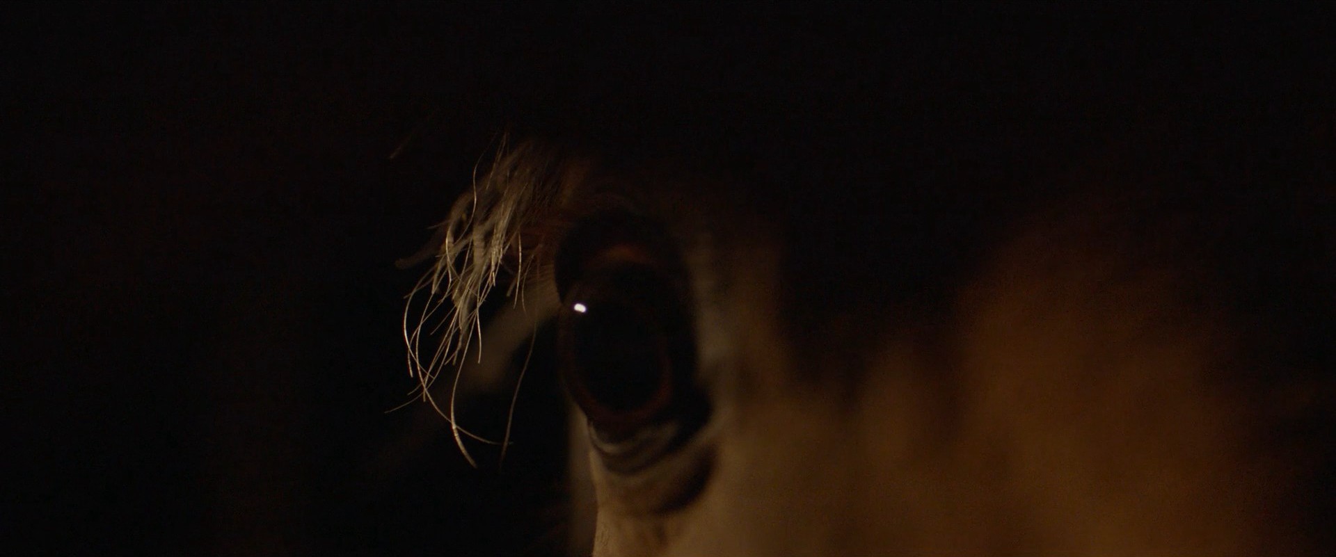 The Rider (2017) —  shot,  lighting