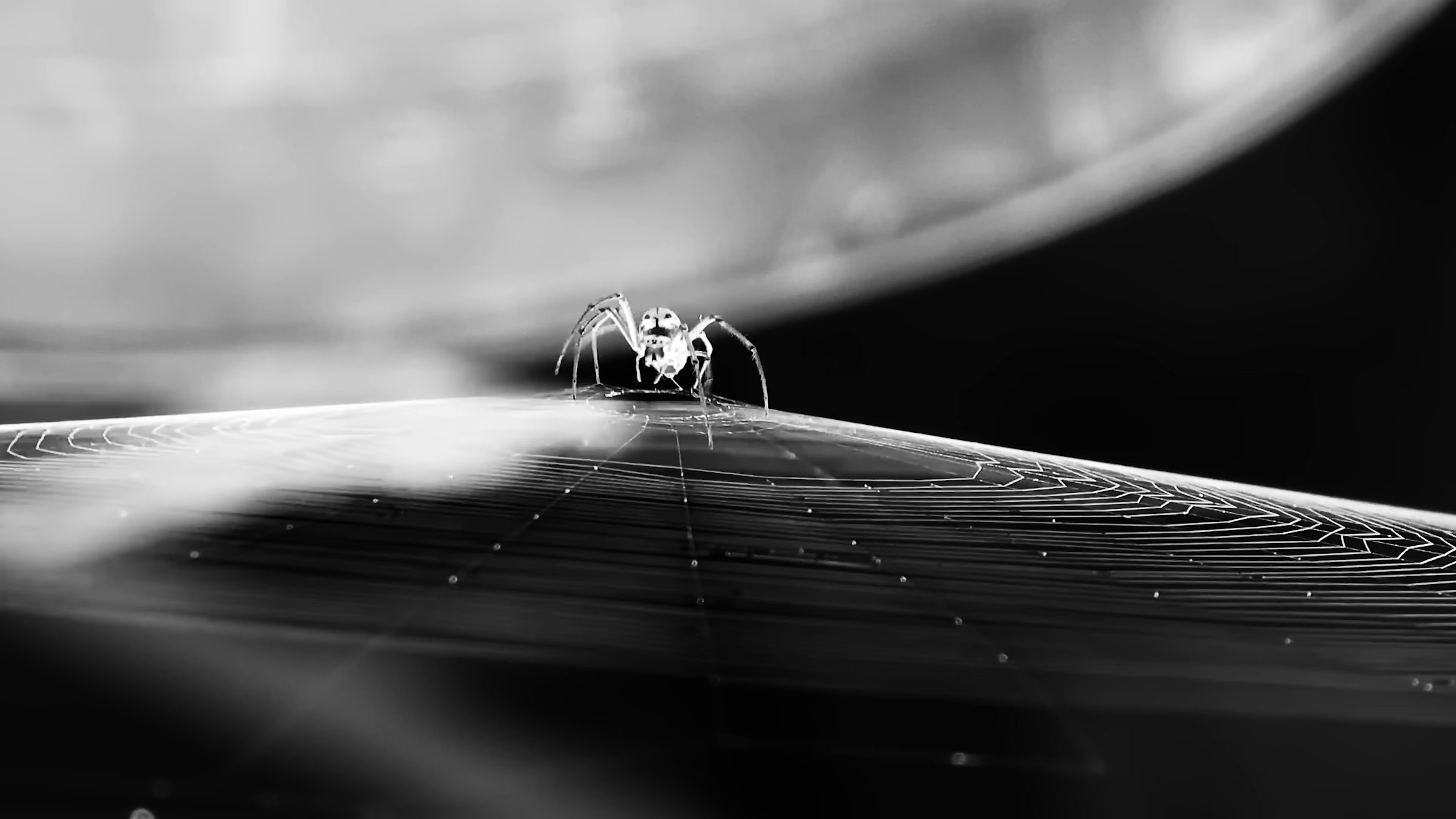 VENOM (2022) —  shot,  lighting