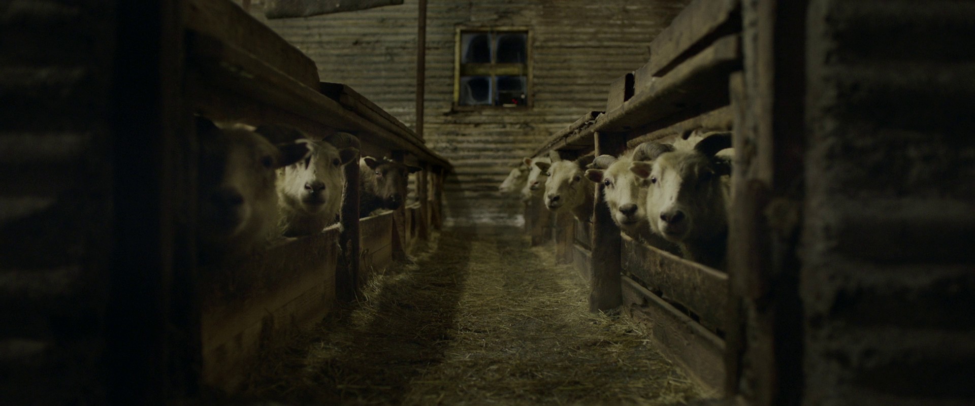 Lamb (2021) —  shot,  lighting