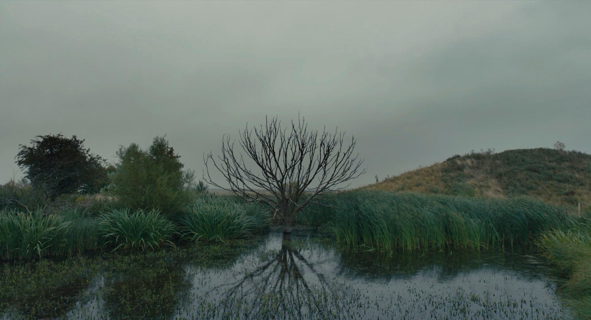 The Danish Girl (2015) —  shot,  lighting