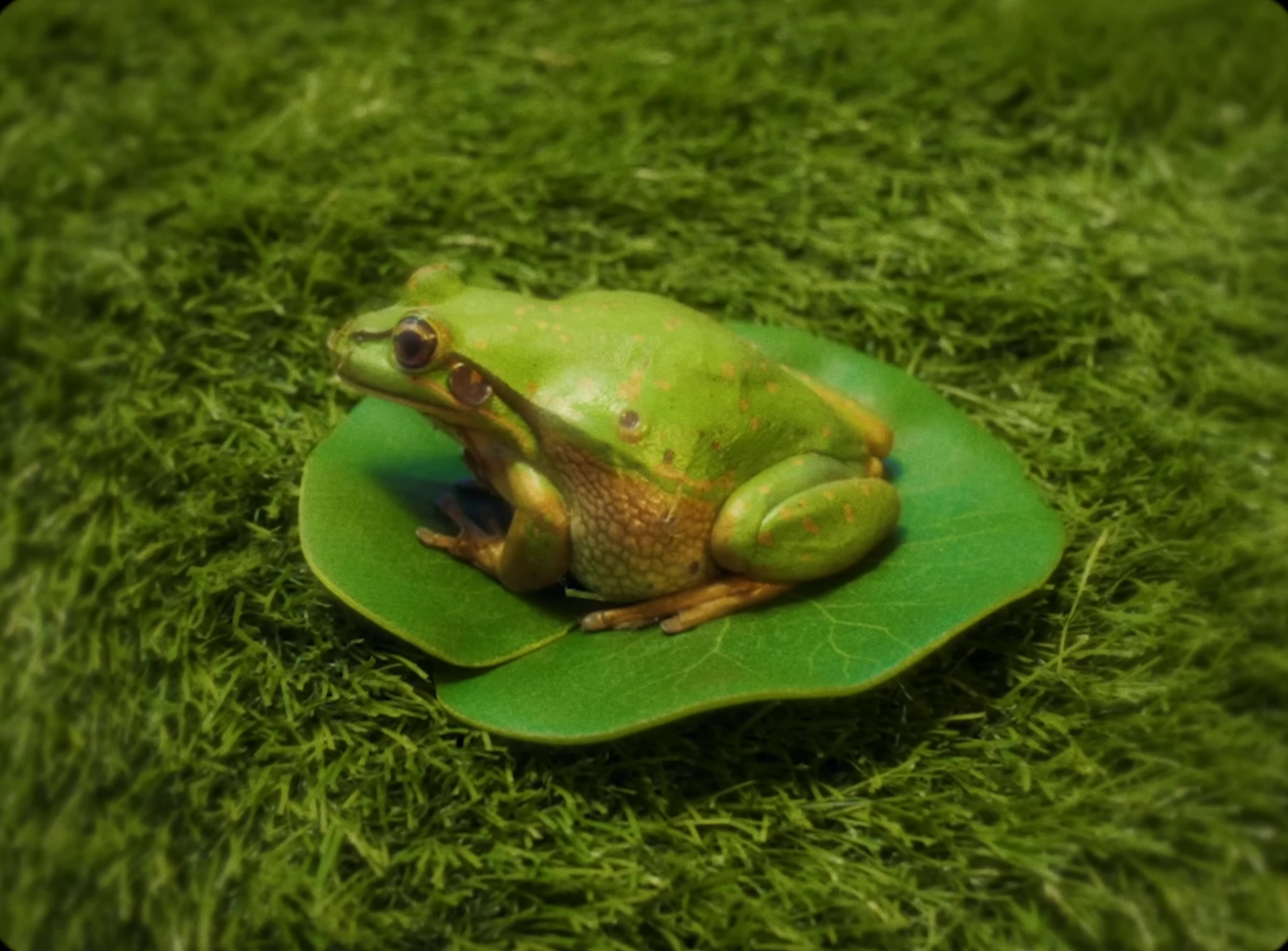 on & on  (2022) —  shot,  lighting