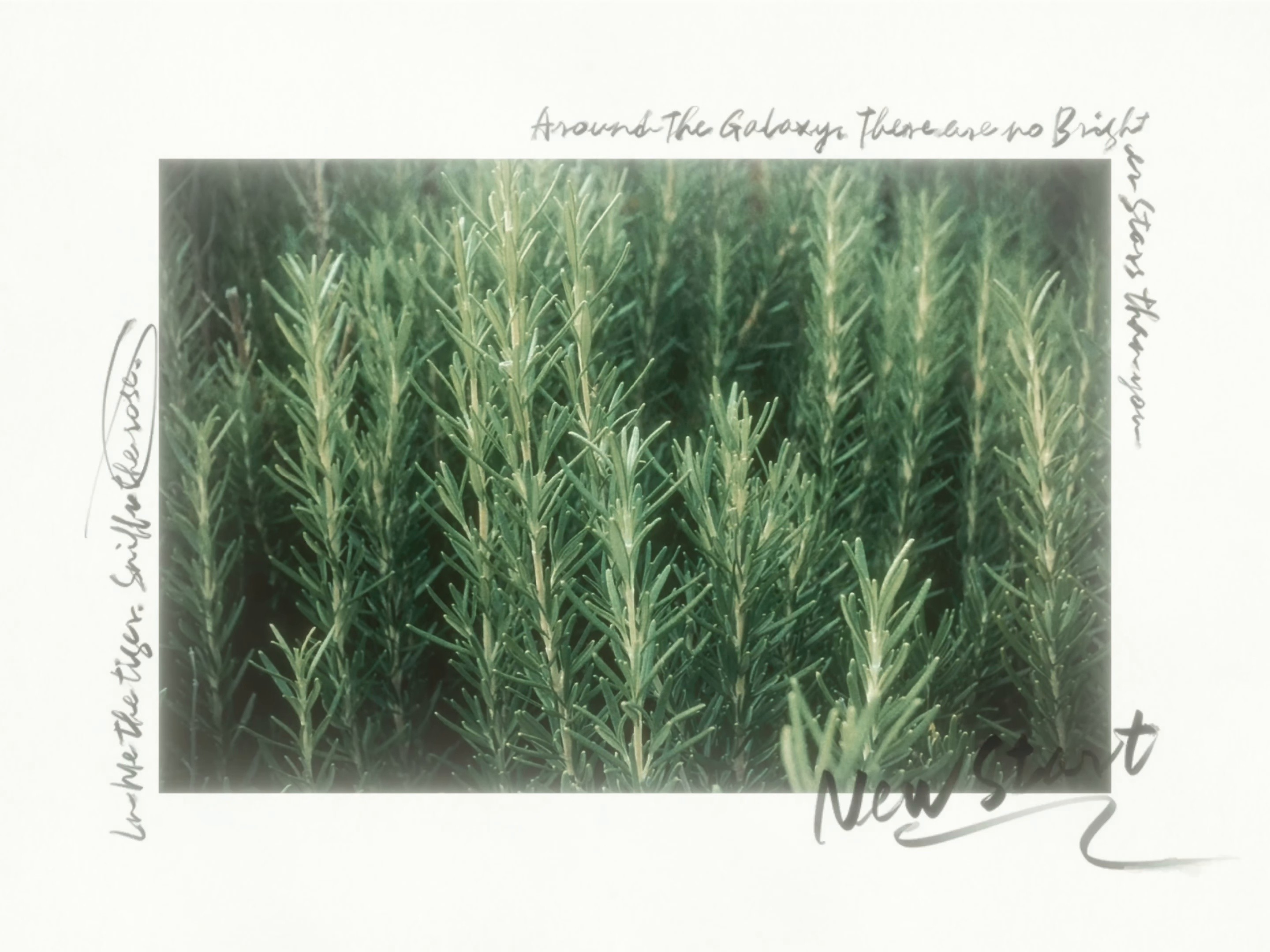 𝐑𝐨𝐦𝐞𝐨 & 𝐉𝐮𝐥𝐢𝐞𝐭 ᴢᴇᴇ ᴏꜰ ᴀᴅᴏʏ REMIX (2025) —  shot,  lighting