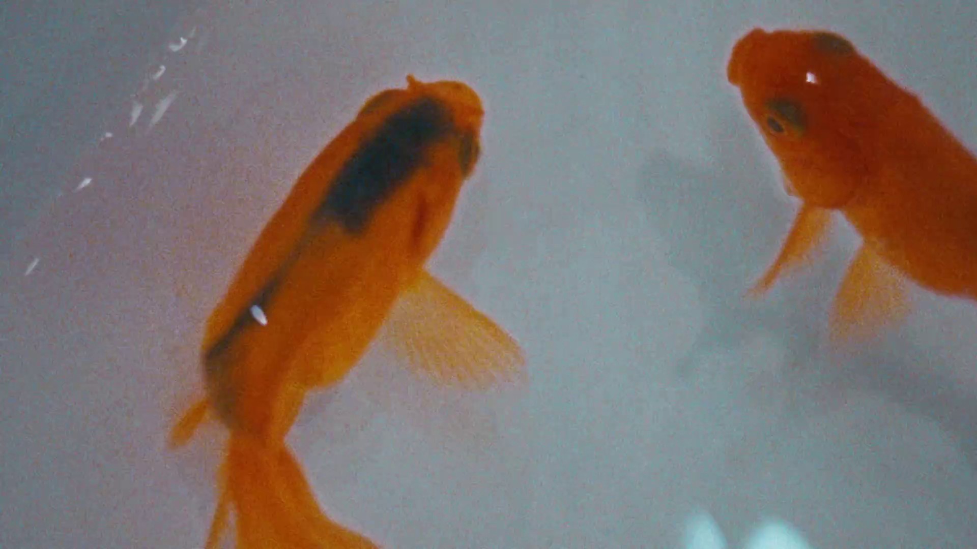 Dark July (2018) —  shot,  lighting