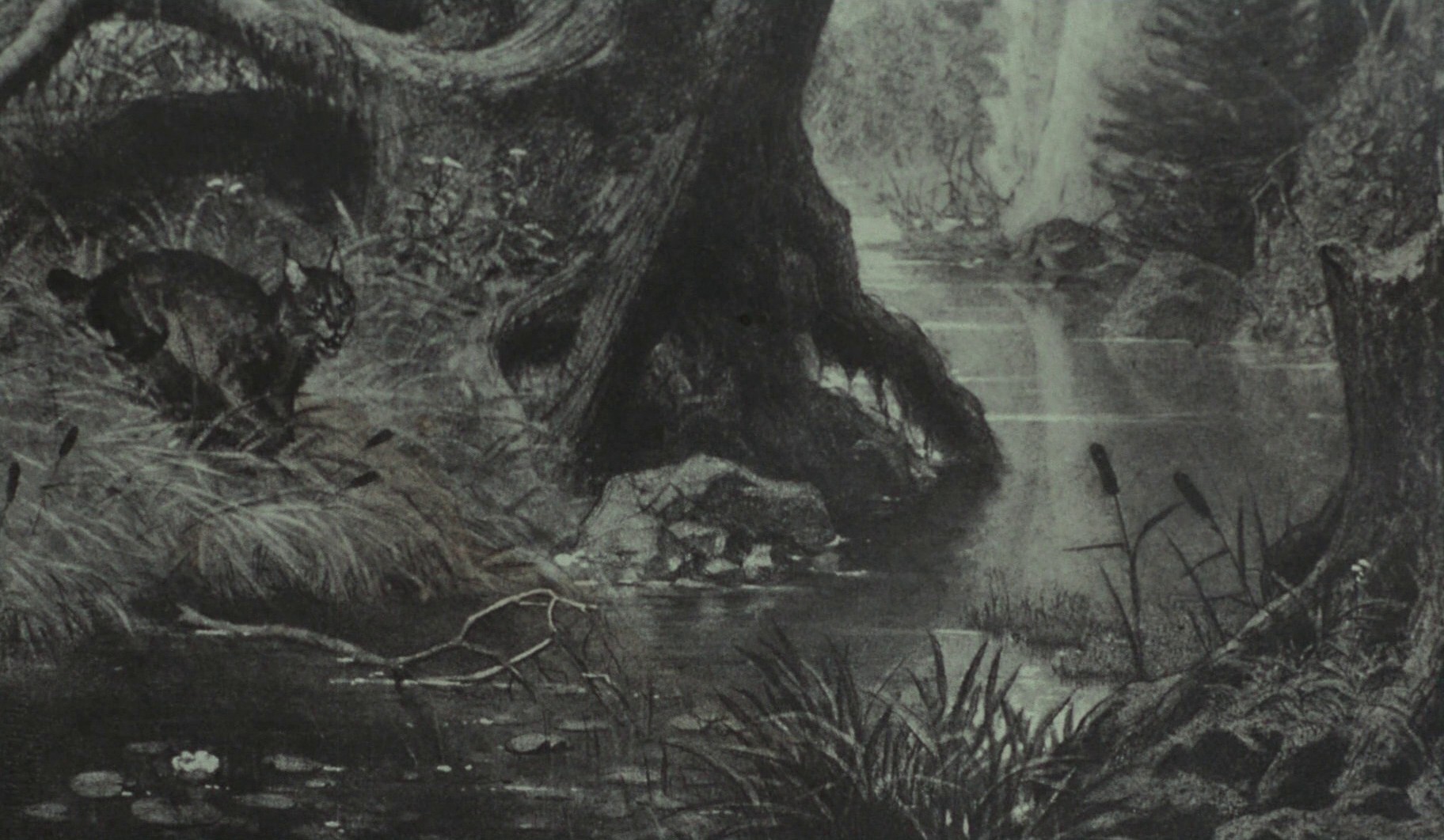 The Lynx (1982) —  shot,  lighting